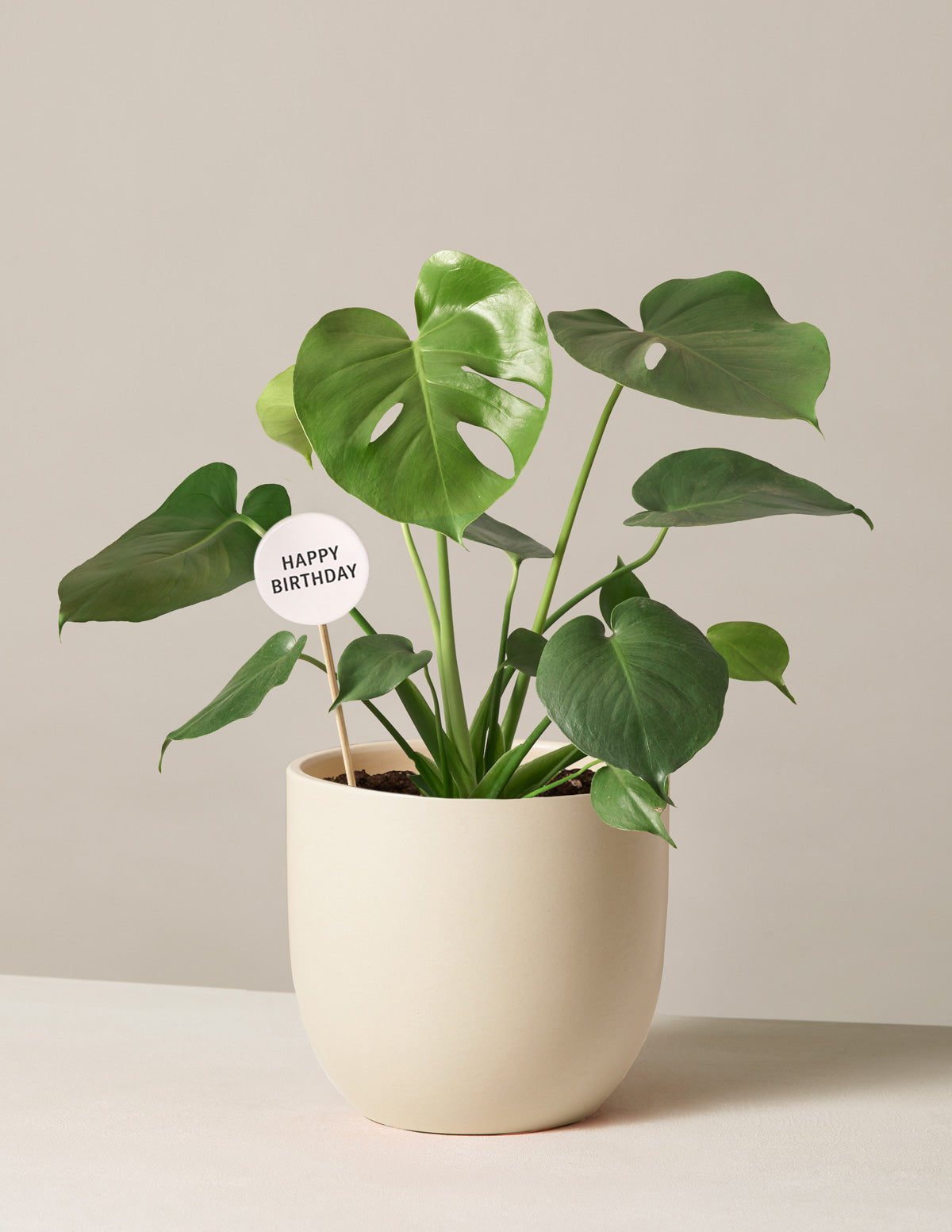 Doğum Günü Hediyesi Monstera Deliciosa
