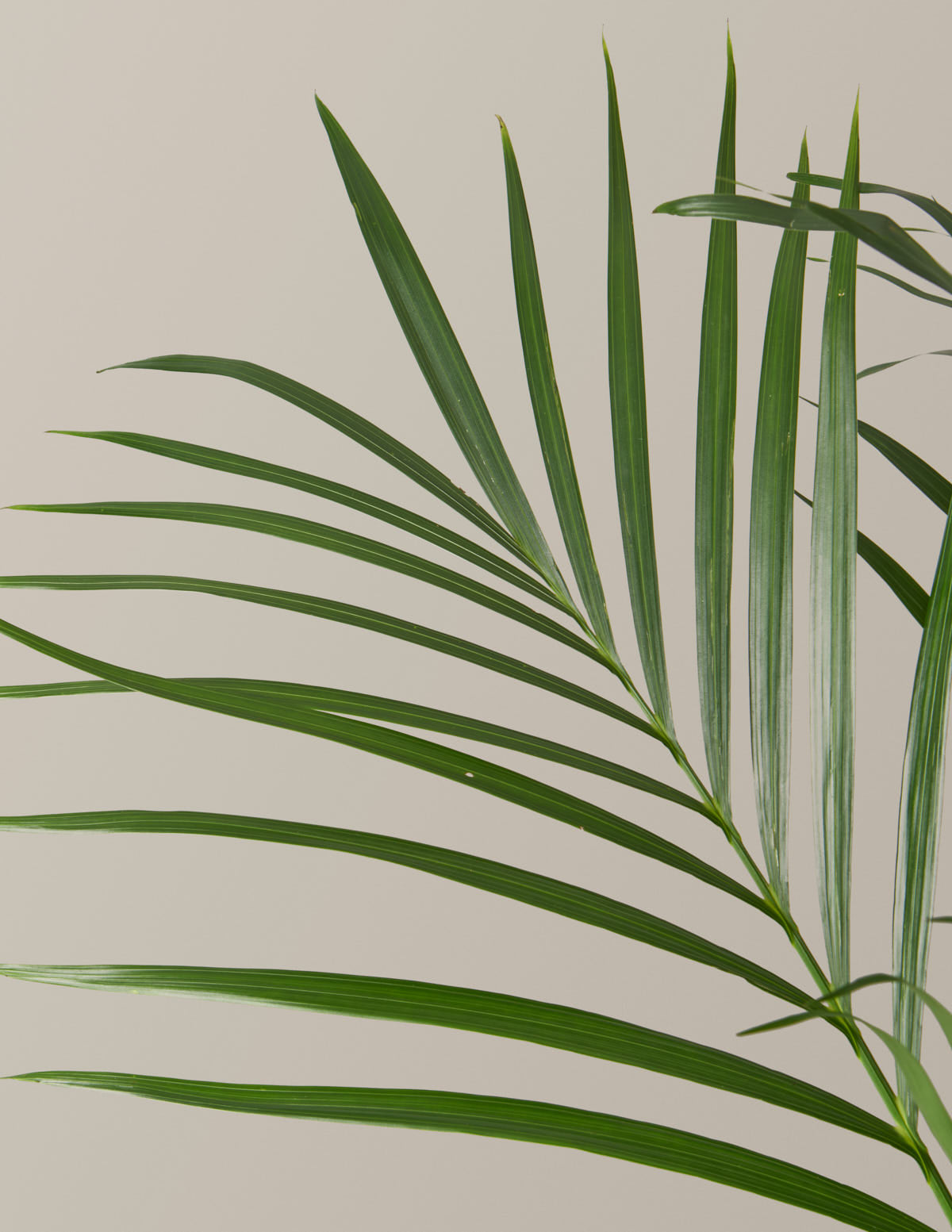 Büyük Boy Cat Palm (Kedi Palmiyesi)