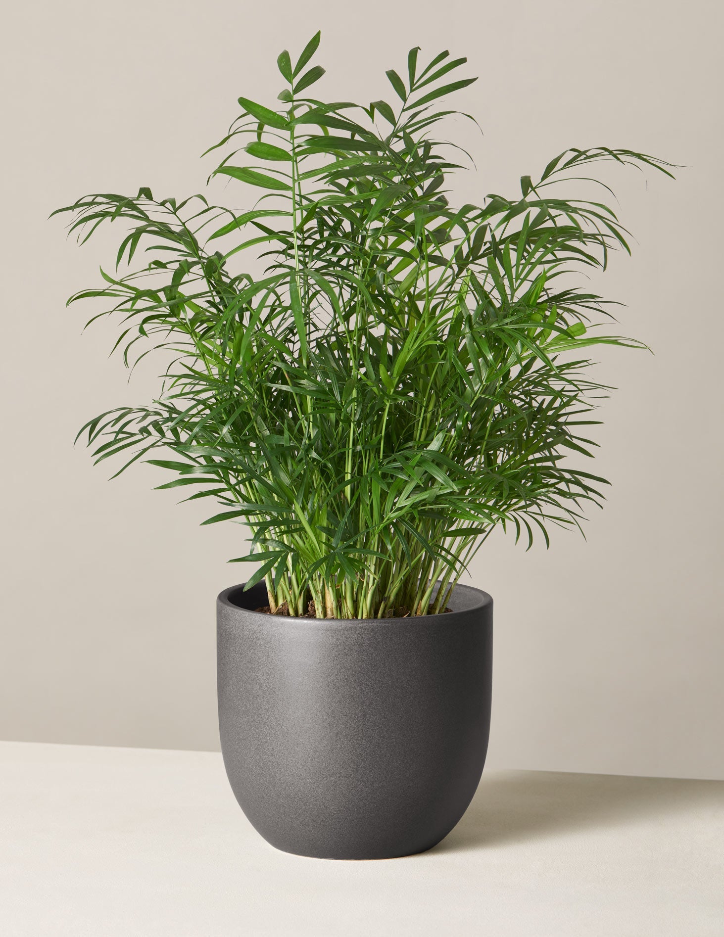 Parlor Palm (Salon Palmiyesi)