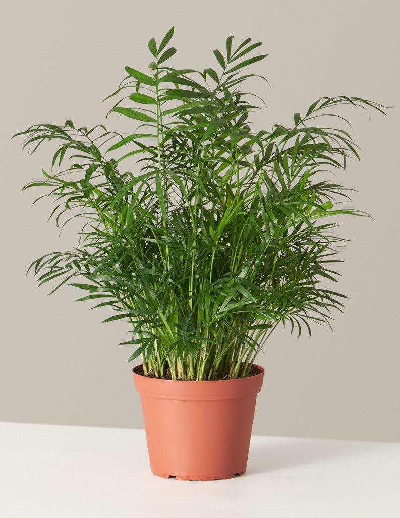 Parlor Palm (Salon Palmiyesi)