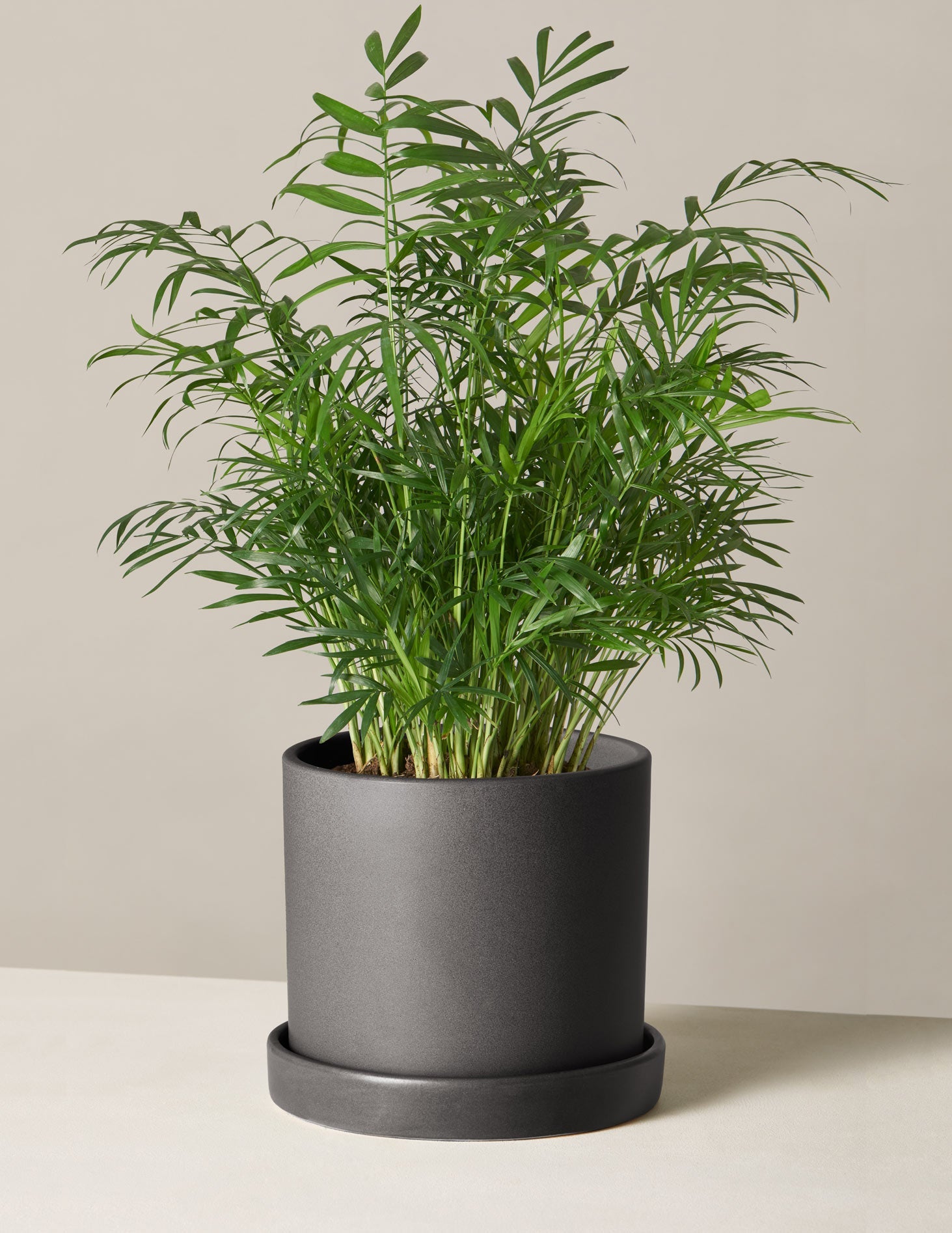 Parlor Palm (Salon Palmiyesi)