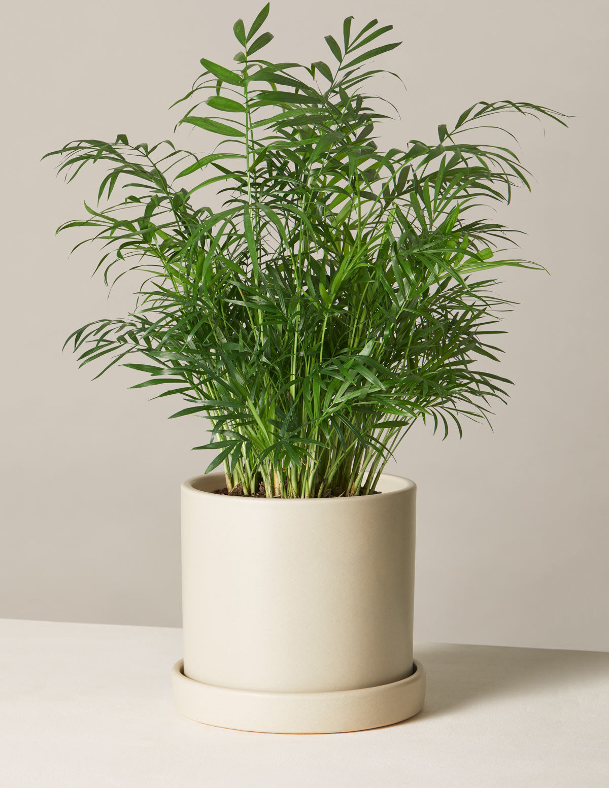 Parlor Palm (Salon Palmiyesi)