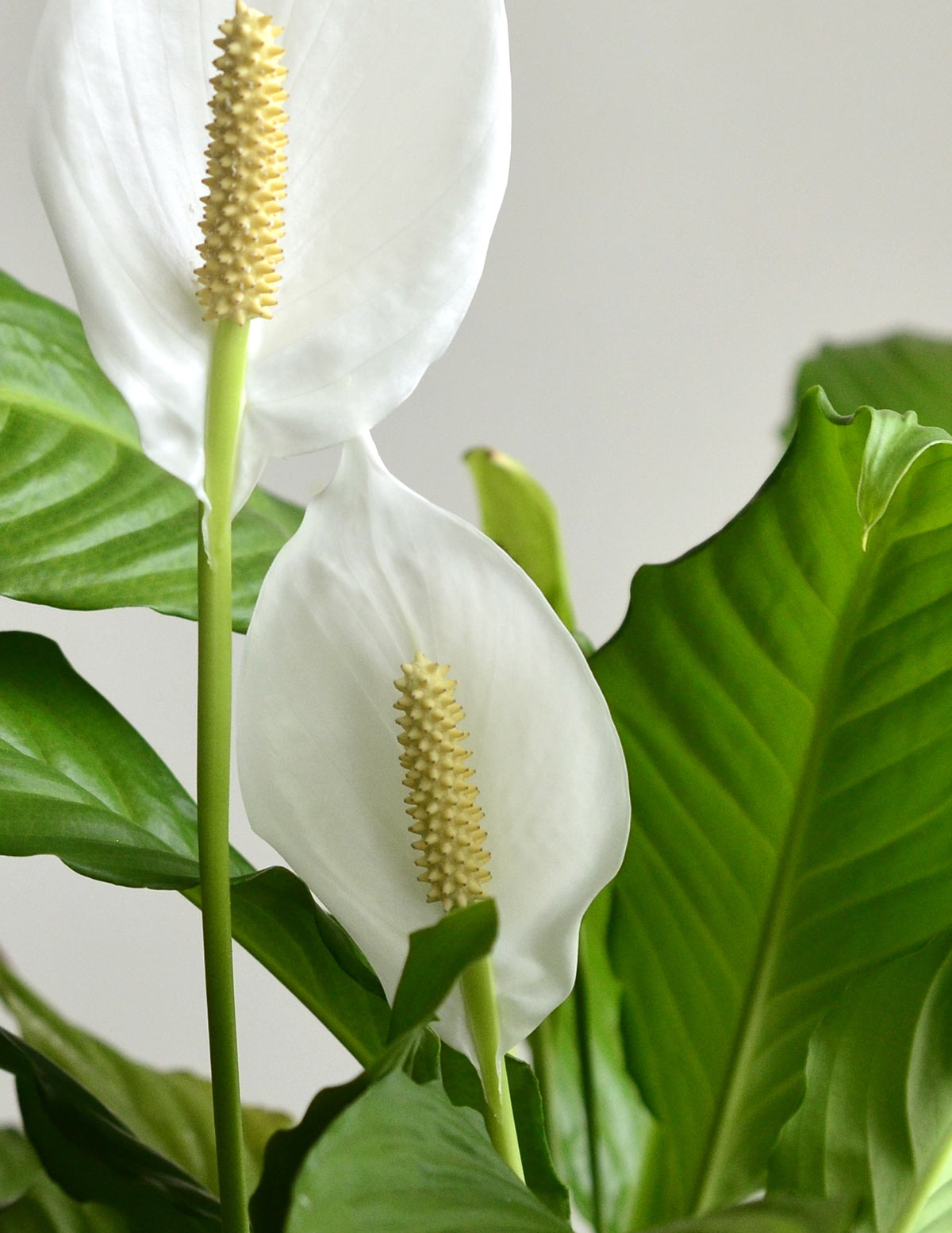Barış Çiçeği (Spathiphyllum) Parti Paketi