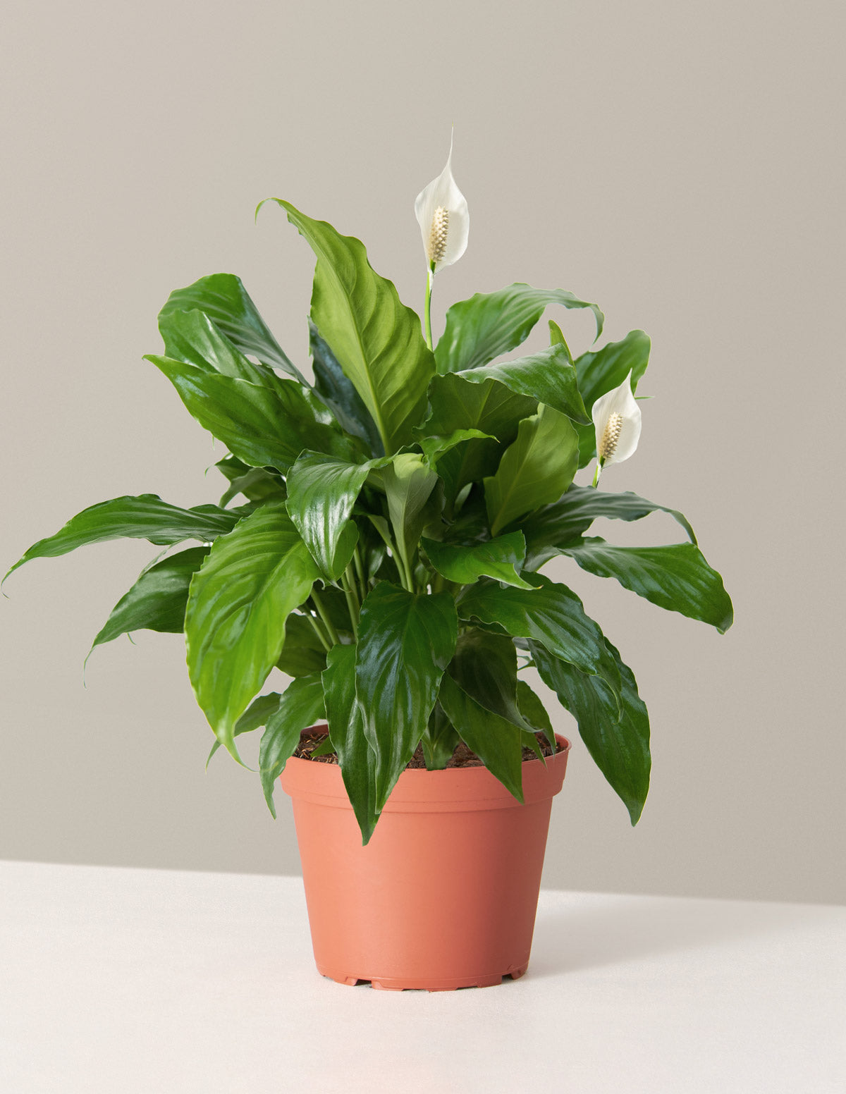 Barış Çiçeği (Peace Lily)