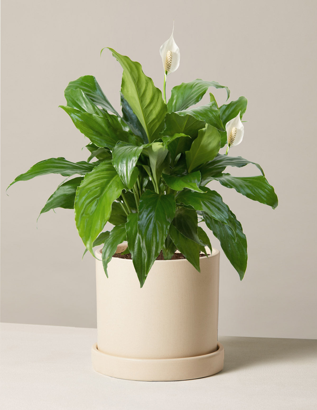 Barış Çiçeği (Peace Lily)