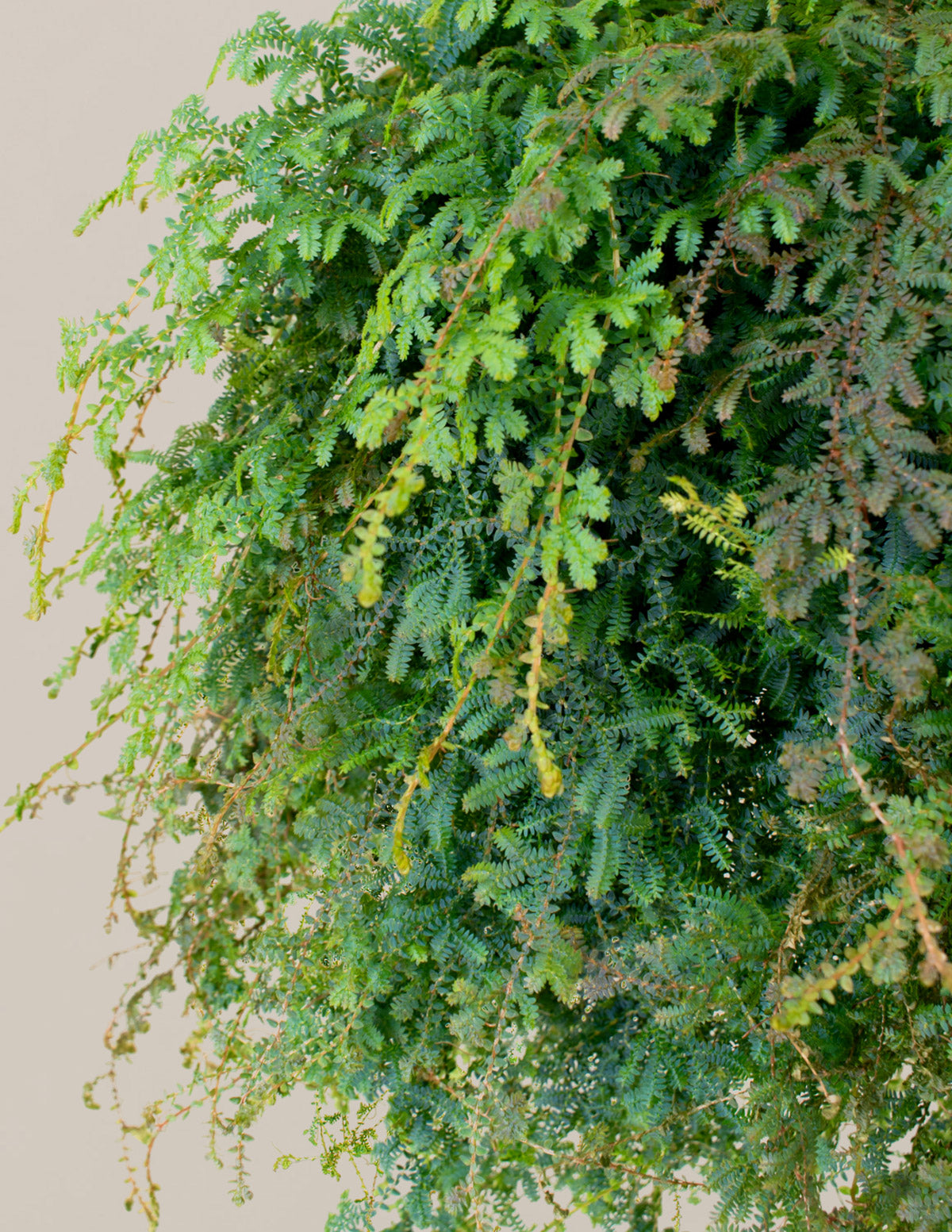 Tavus Kuşu Eğreltisi (Peacock Fern) Askılı Sepet