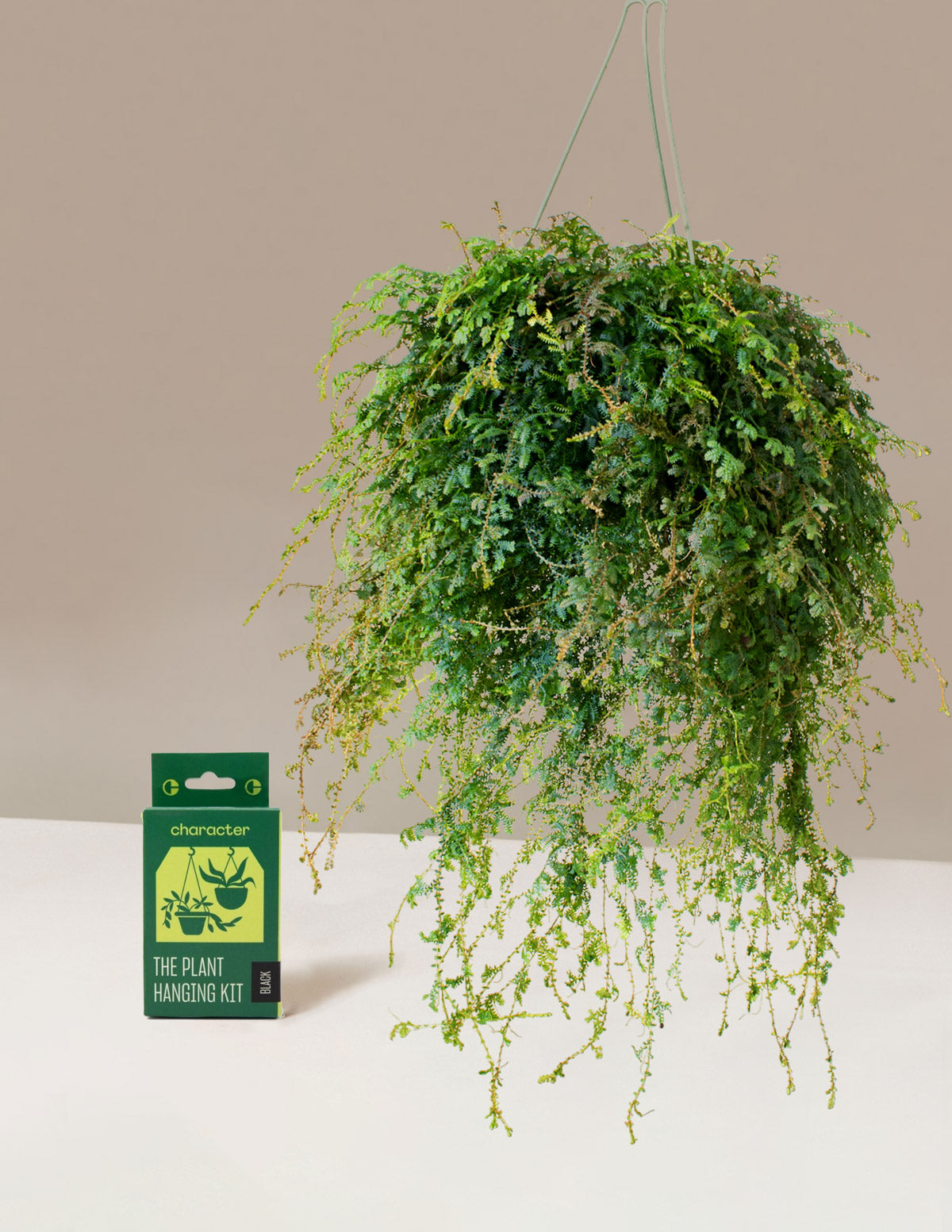 Tavus Kuşu Eğreltisi (Peacock Fern) Askılı Sepet