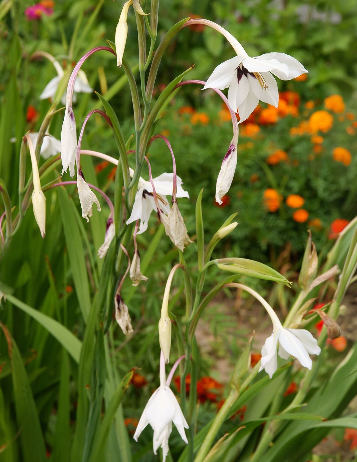 Peacock Orchid (Acidanthera murielae) Çiçek Soğanları