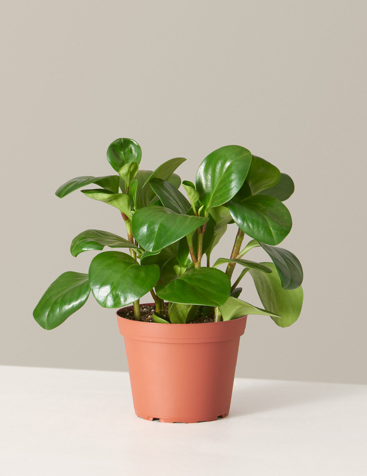Baby Rubber Plant (Peperomia obtusifolia)