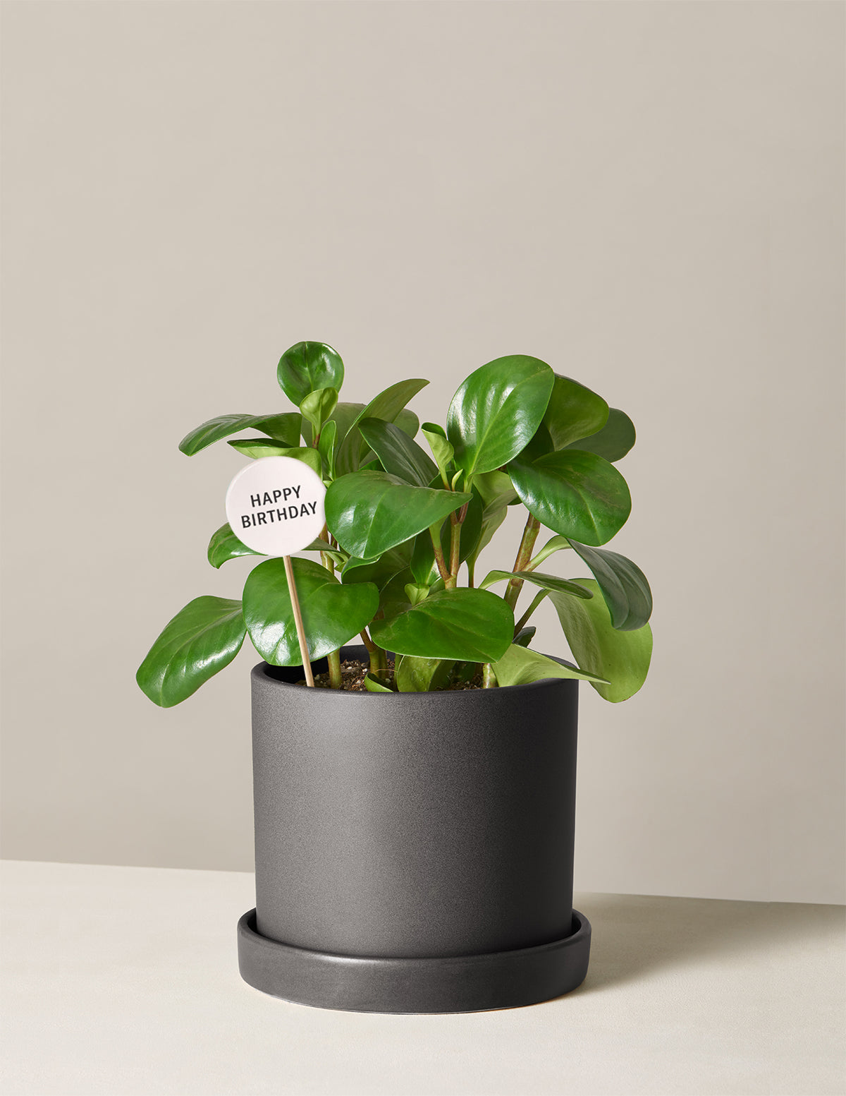 Doğum Günü Hediyesi Peperomia Green