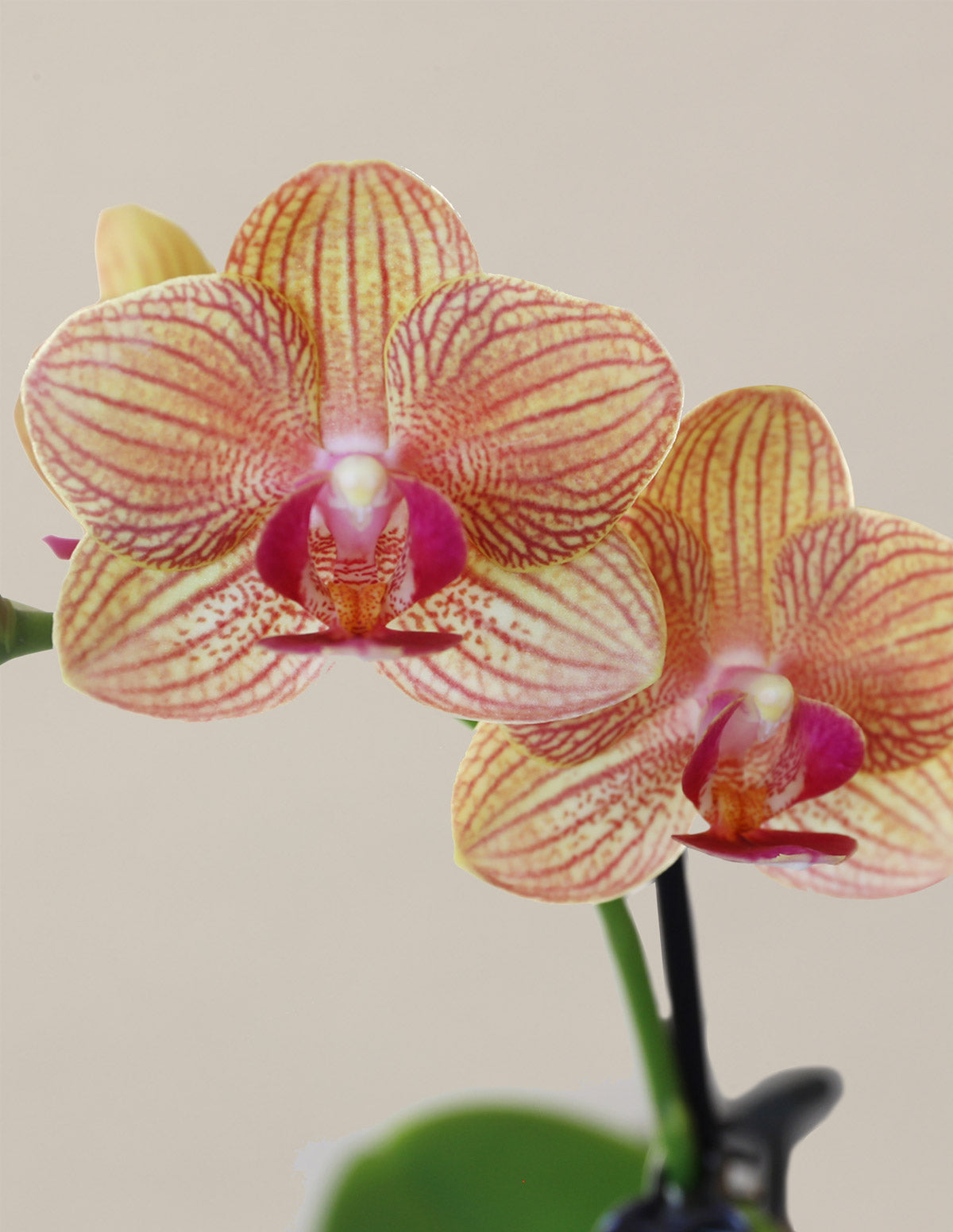 Orchid Confetti Parti Paketi