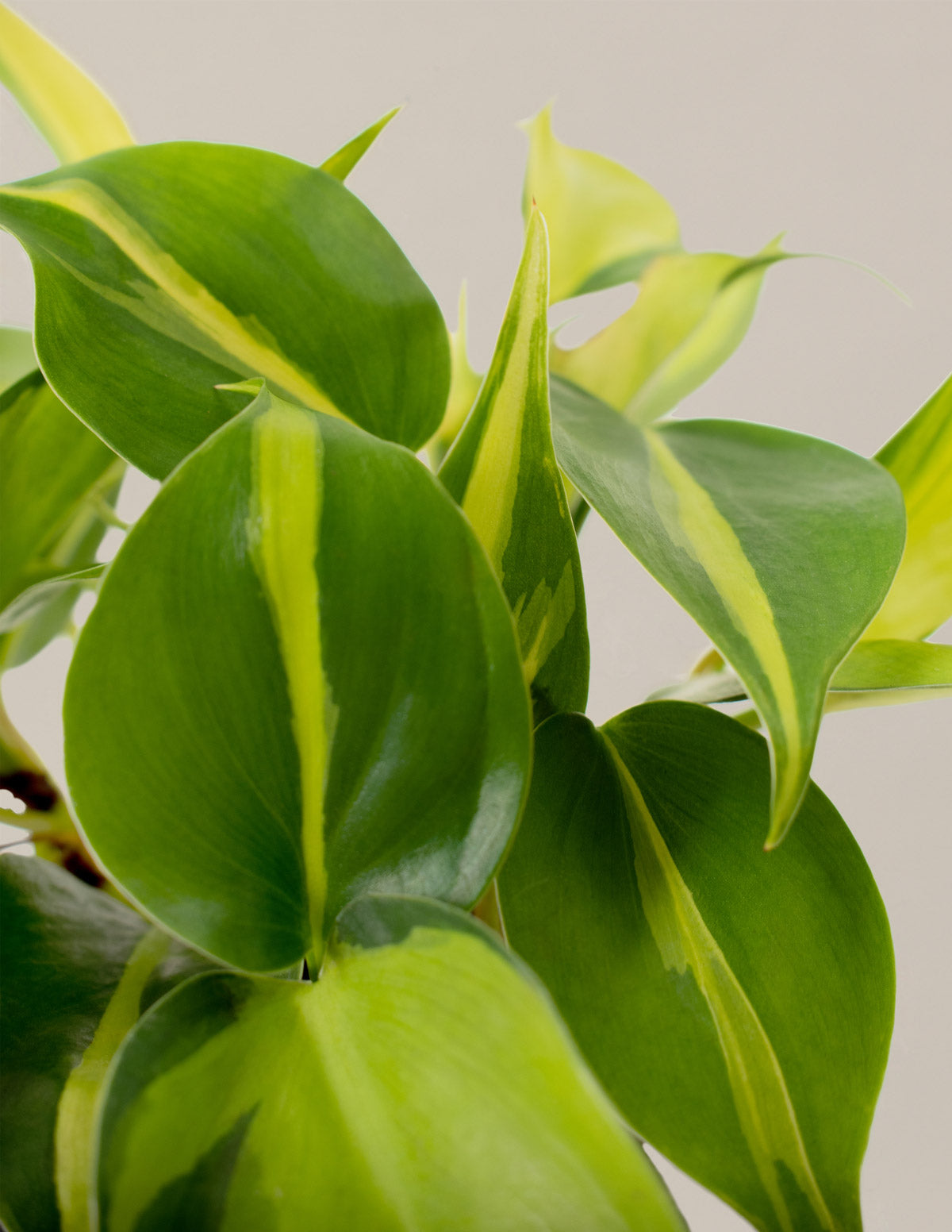 Sarkıcı Philodendron İkilisi