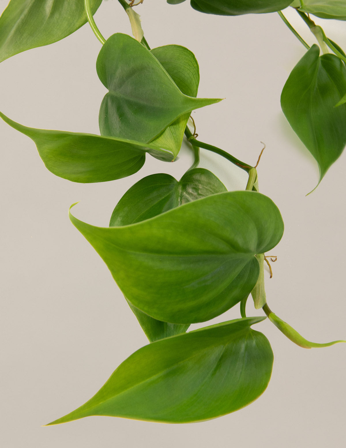 Sarkıcı Philodendron İkilisi