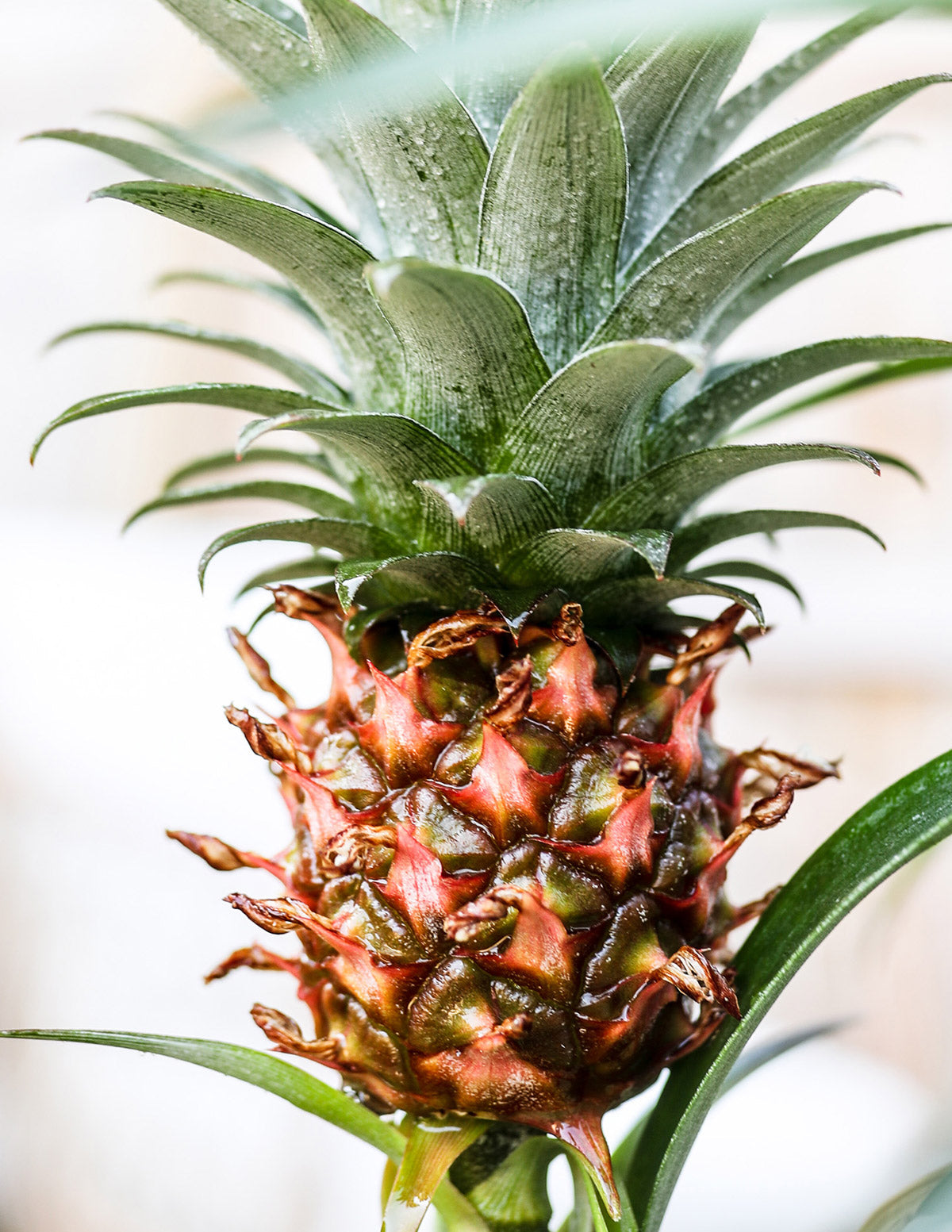 Ananas Bitkisi