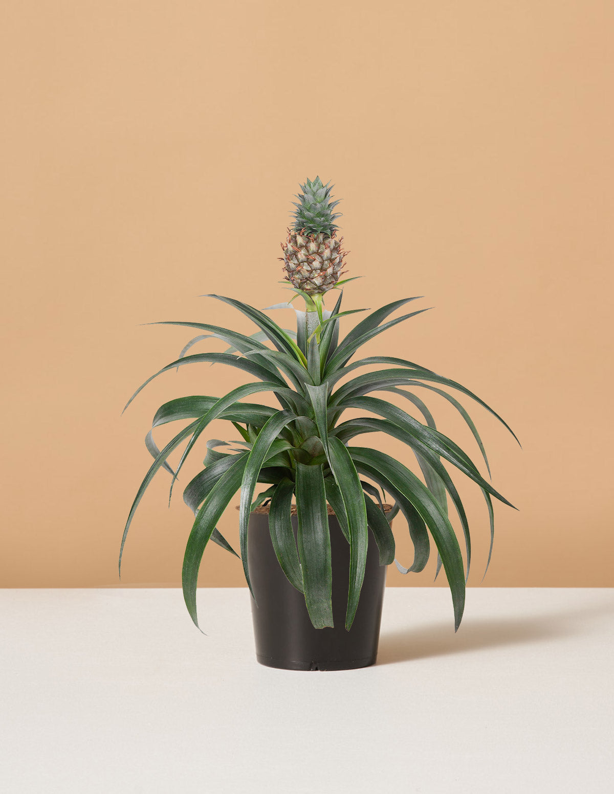 Ananas Bitkisi