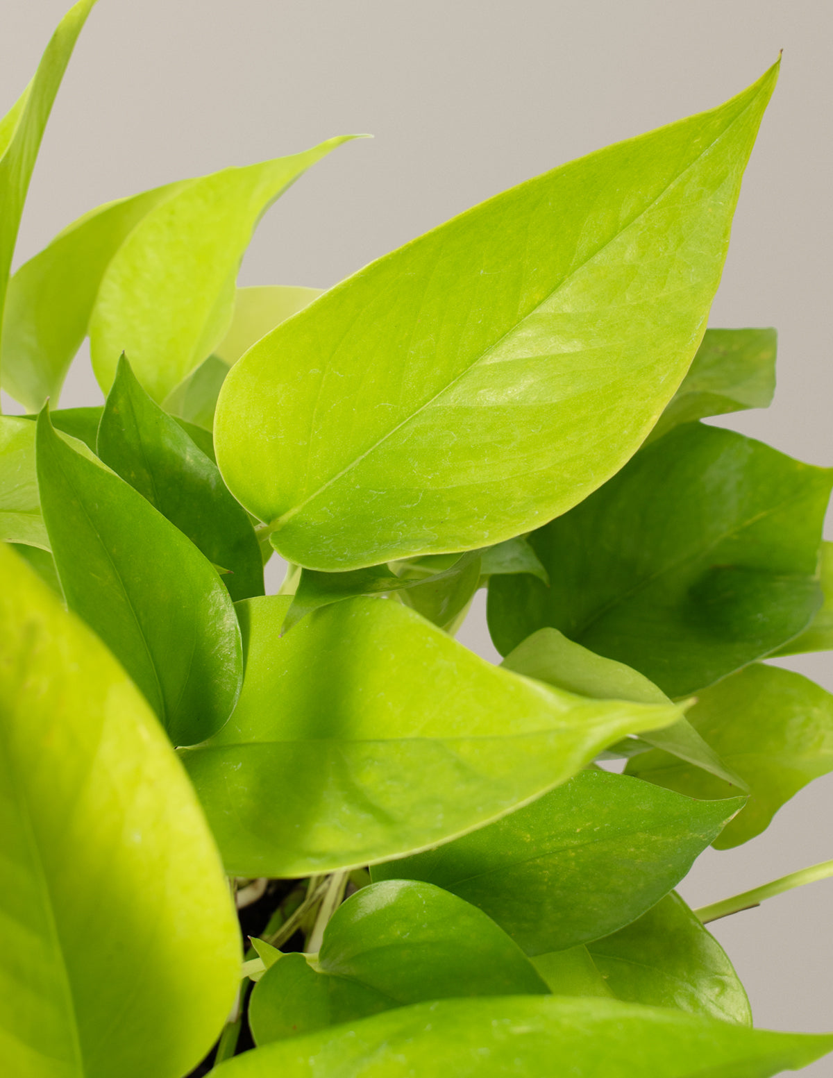 Neon Pothos