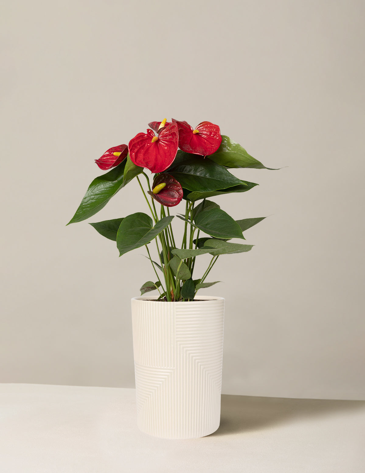 Kırmızı Anthurium