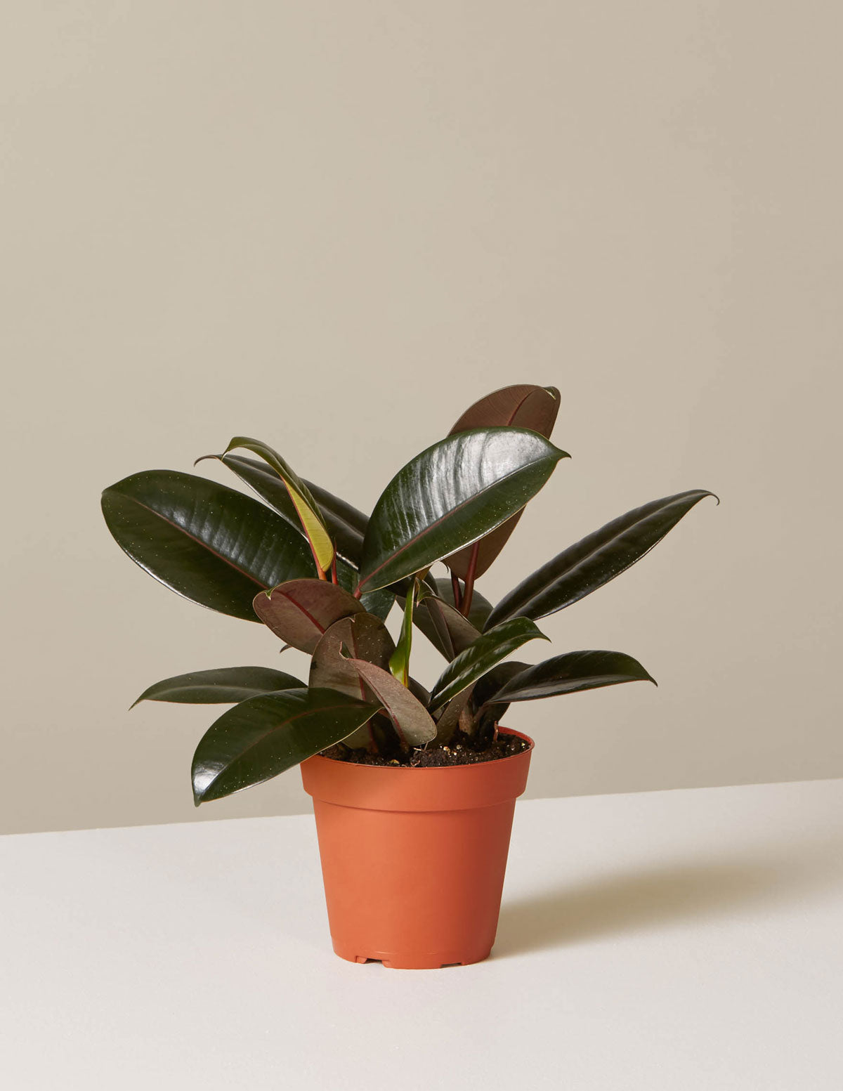 Ficus Burgundy Kauçuk Bitkisi
