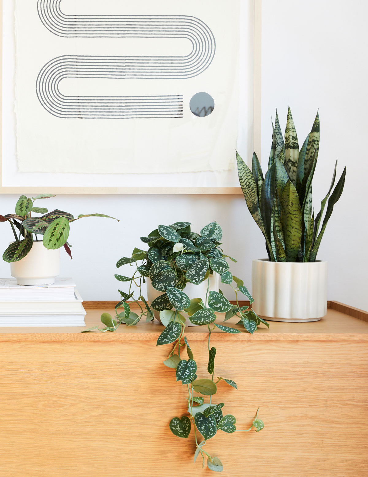 Paşa Kılıcı (Snake Plant) Zeylanica