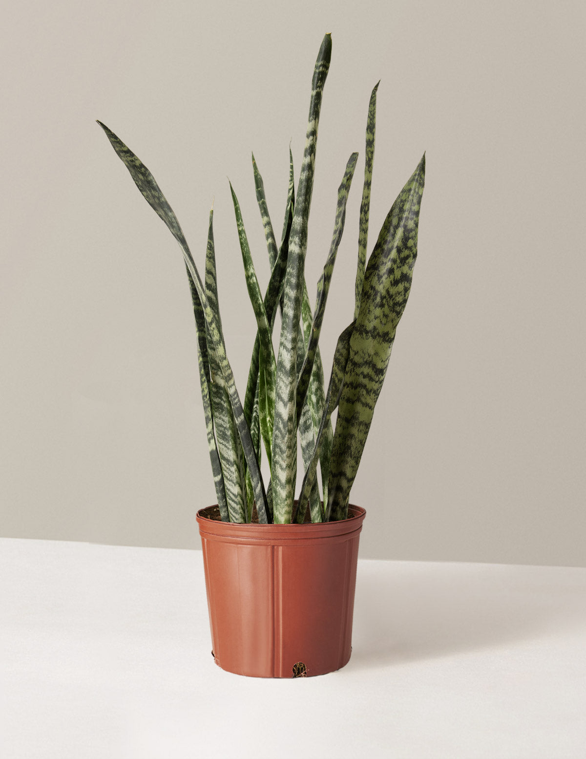 Büyük Boy Snake Plant 'Black Coral'
