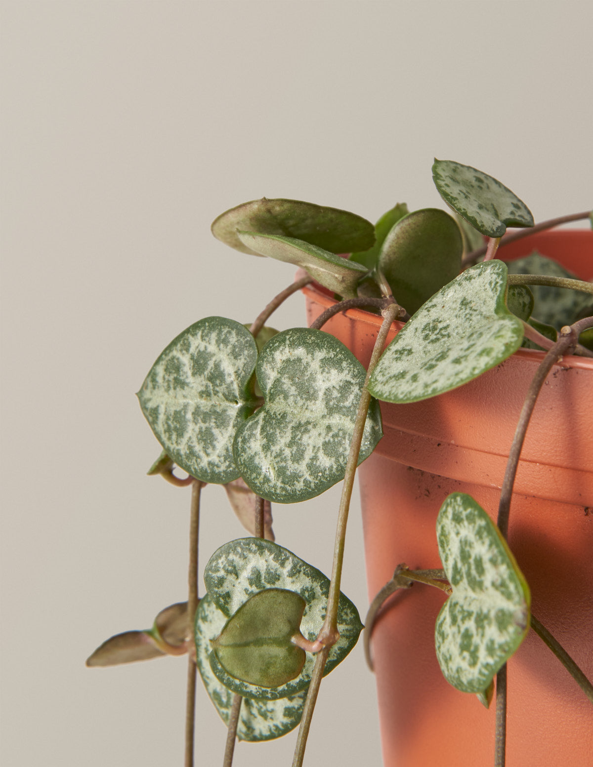 String of Hearts (Kalp Kalbe Karşı)