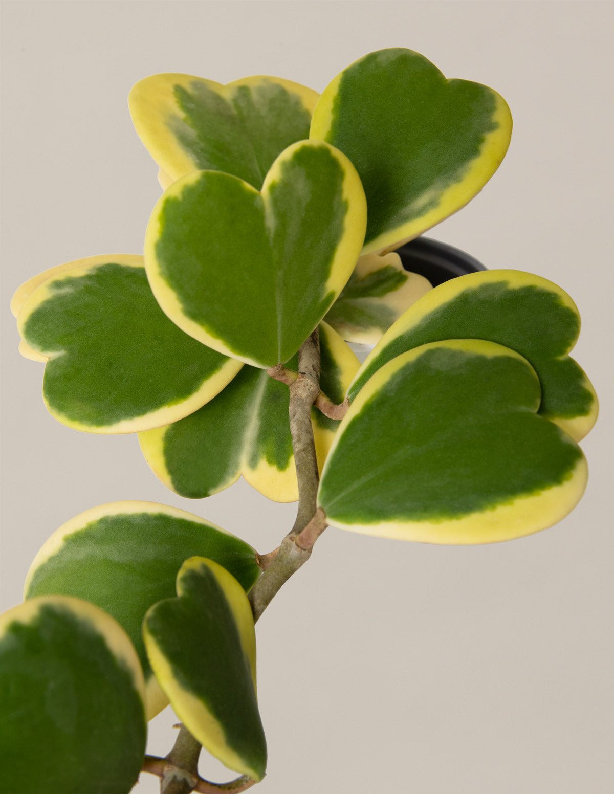 Sarkan Hoya Kalbi (Hoya kerrii)