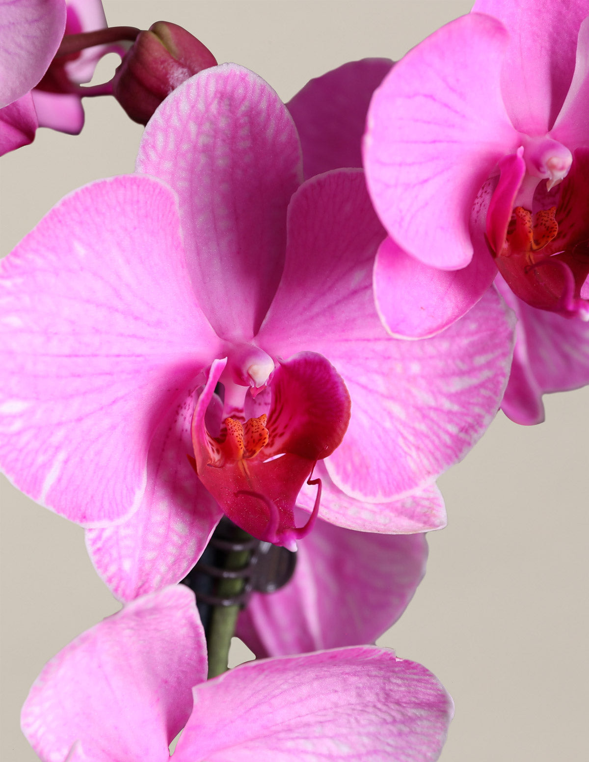 Pembe Sulu Boya Orkide