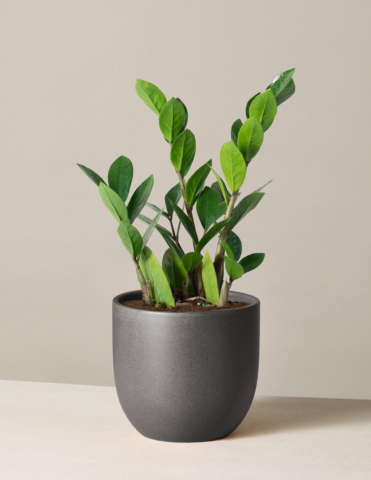 ZZ Bitkisi (Zamioculcas zamiifolia)