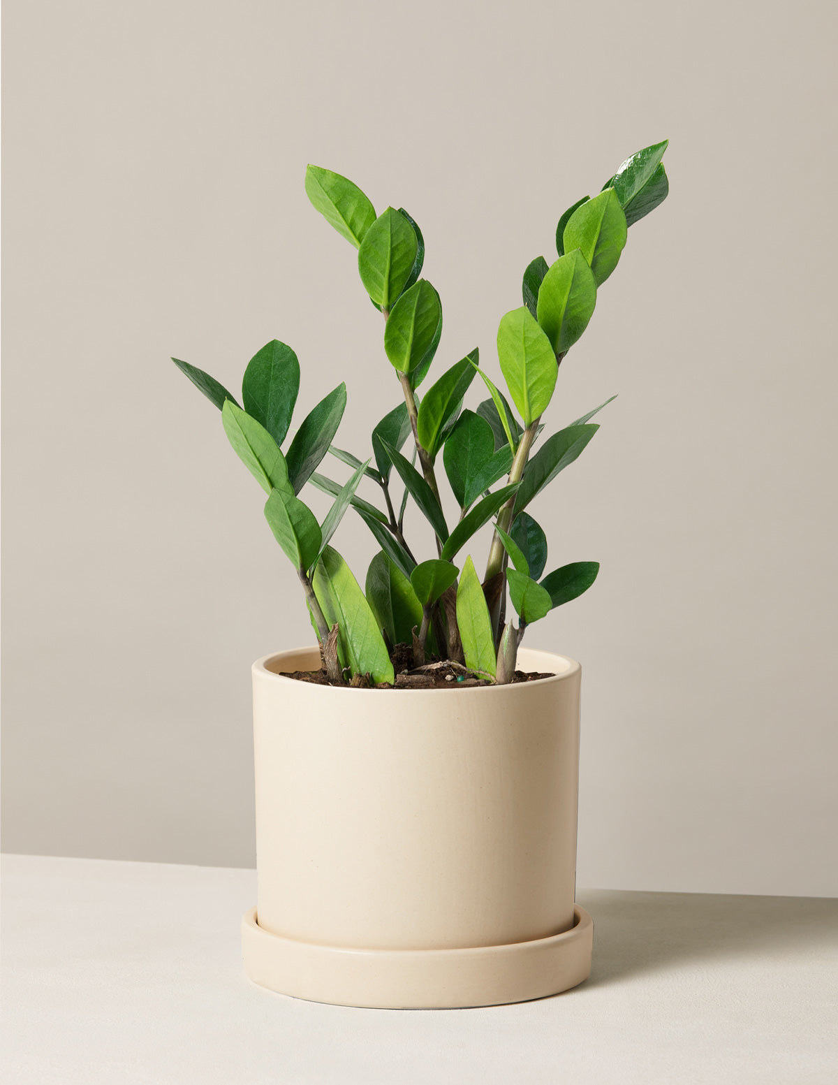 ZZ Bitkisi (Zamioculcas zamiifolia)