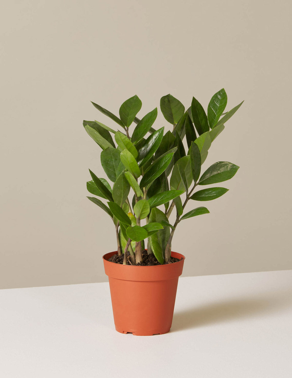 ZZ Bitkisi (Zamioculcas zamiifolia)