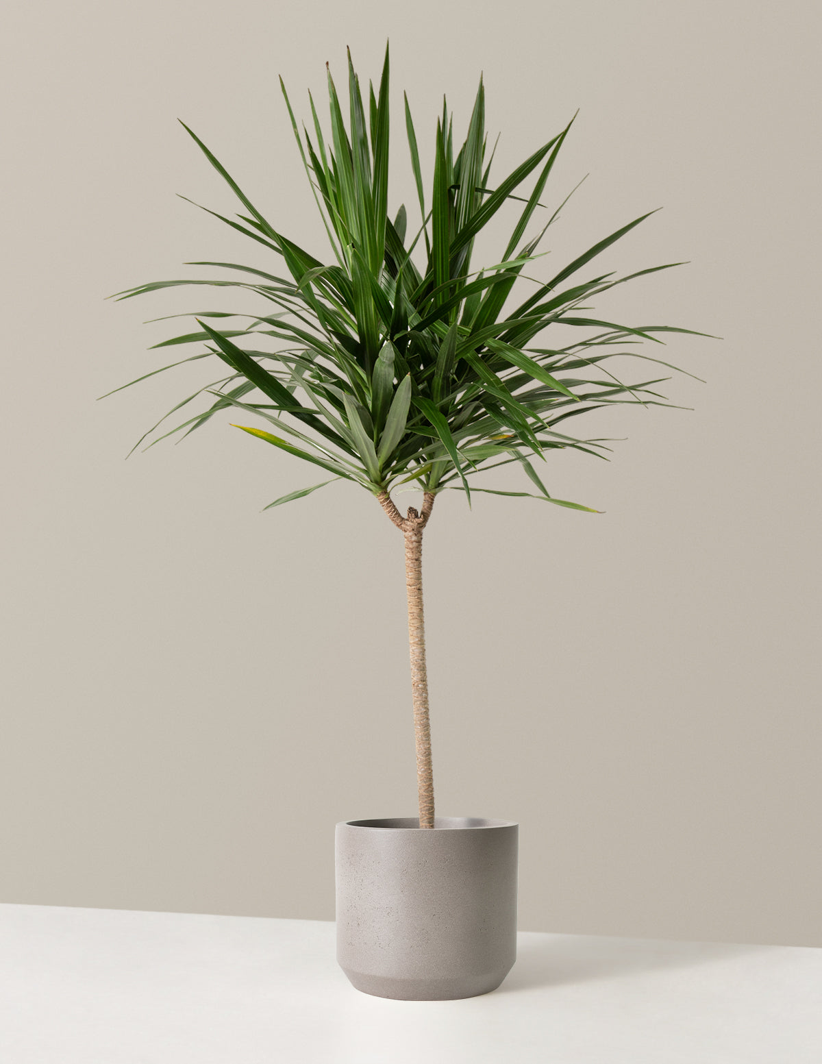 Büyük Boy Dracaena Tarzan