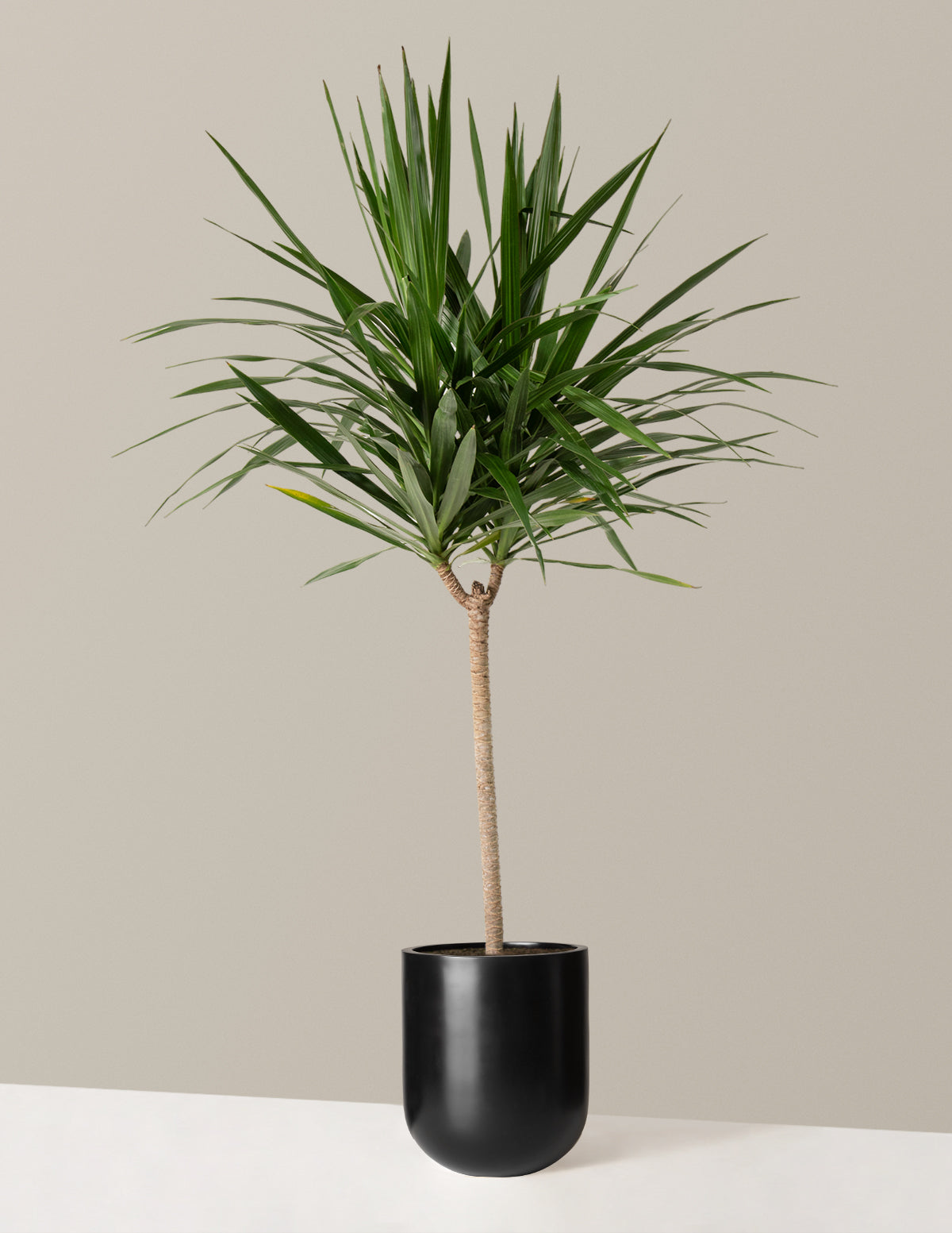 Büyük Boy Dracaena Tarzan