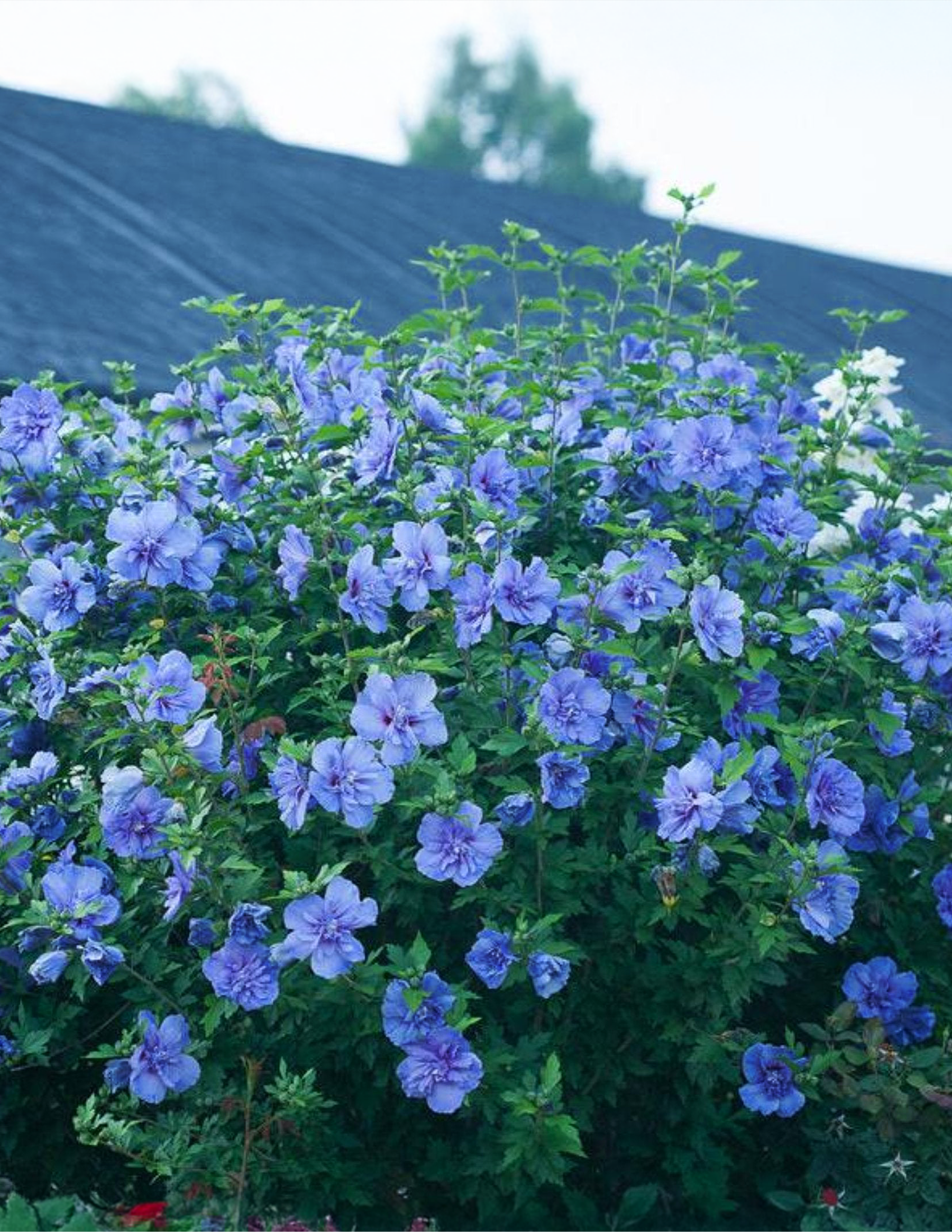 Blue Chiffon® Ağaç Hatmi (Rose of Sharon)