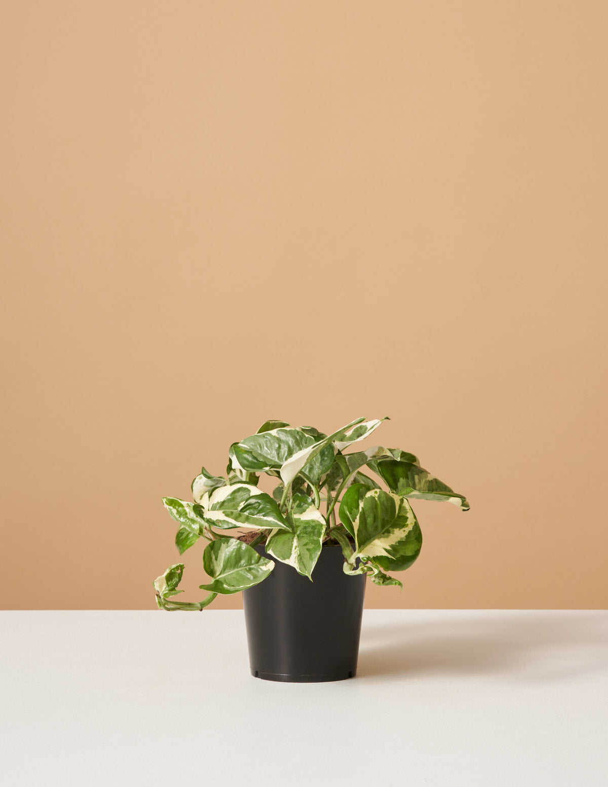 Pothos N'Joy
