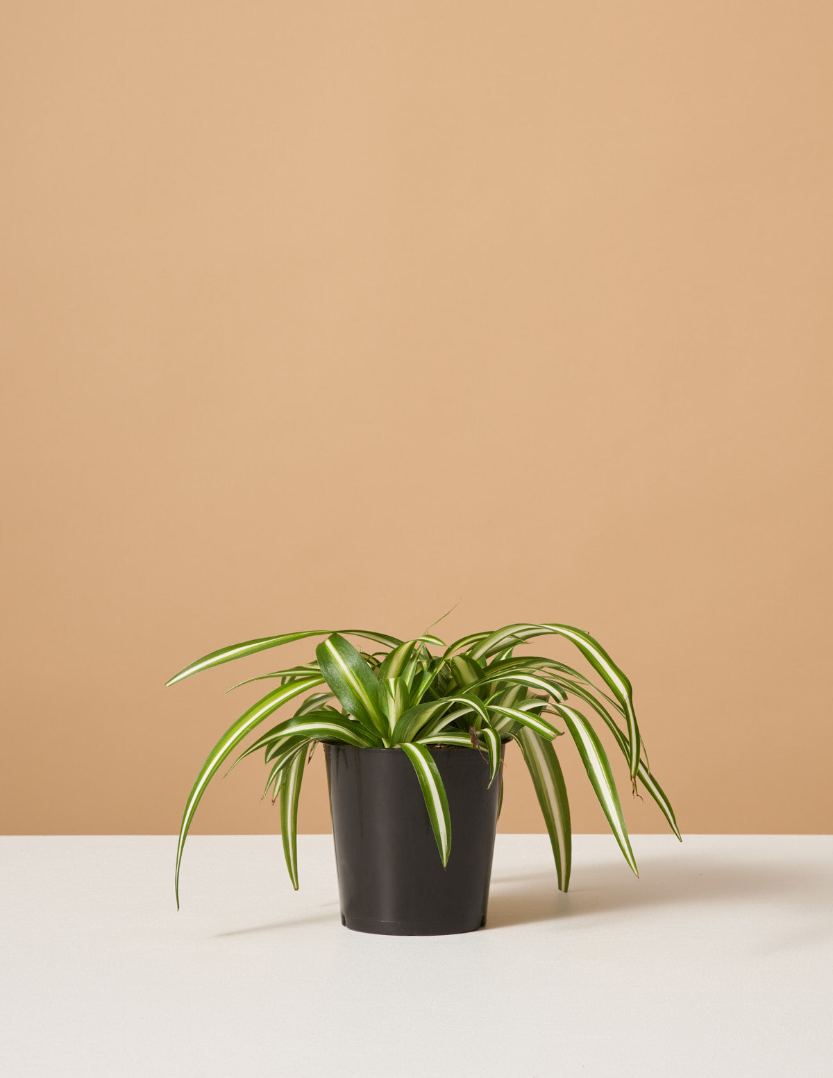 Alacalı Kurdele Çiçeği (Spider Plant Variegated)