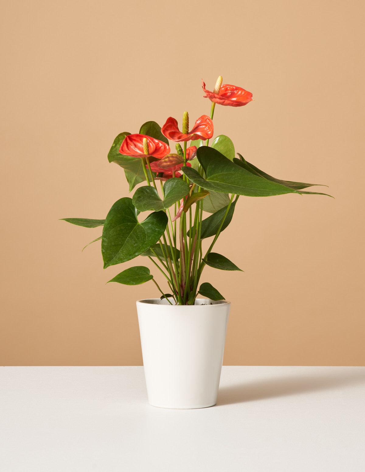 Mercan Anthurium