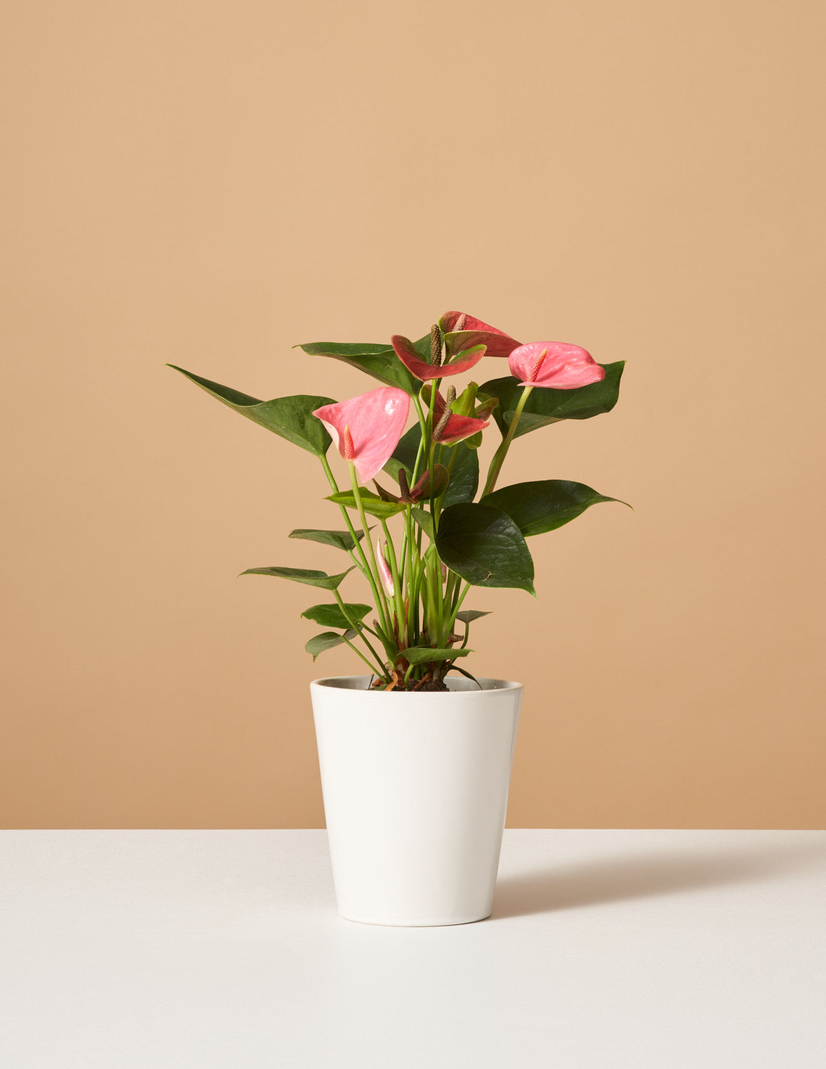 Pembe Anthurium