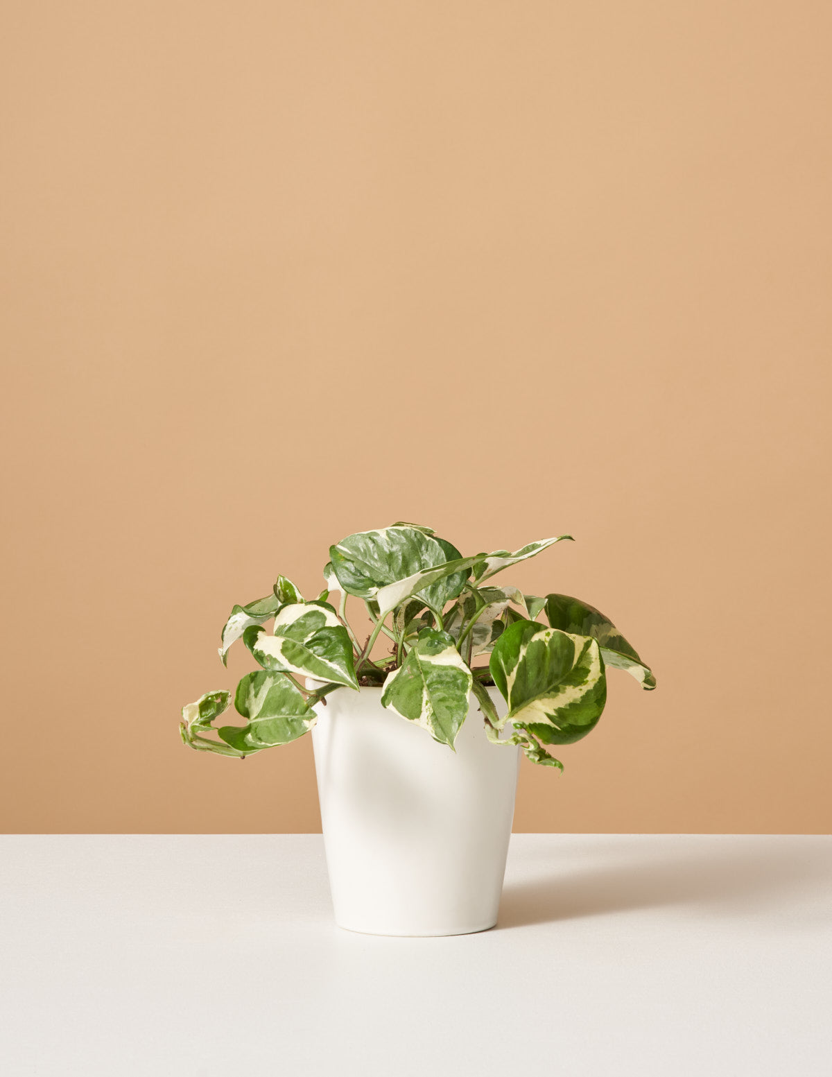 Pothos N'Joy