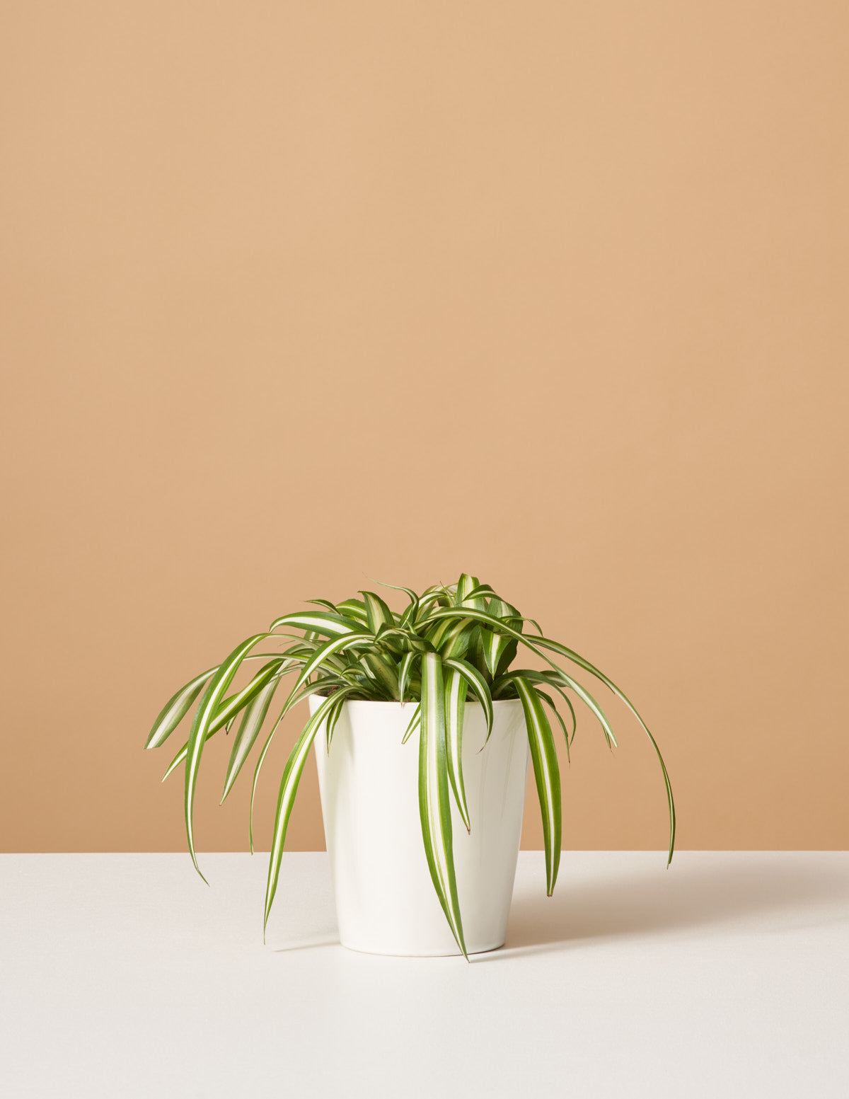 Alacalı Kurdele Çiçeği (Spider Plant Variegated)