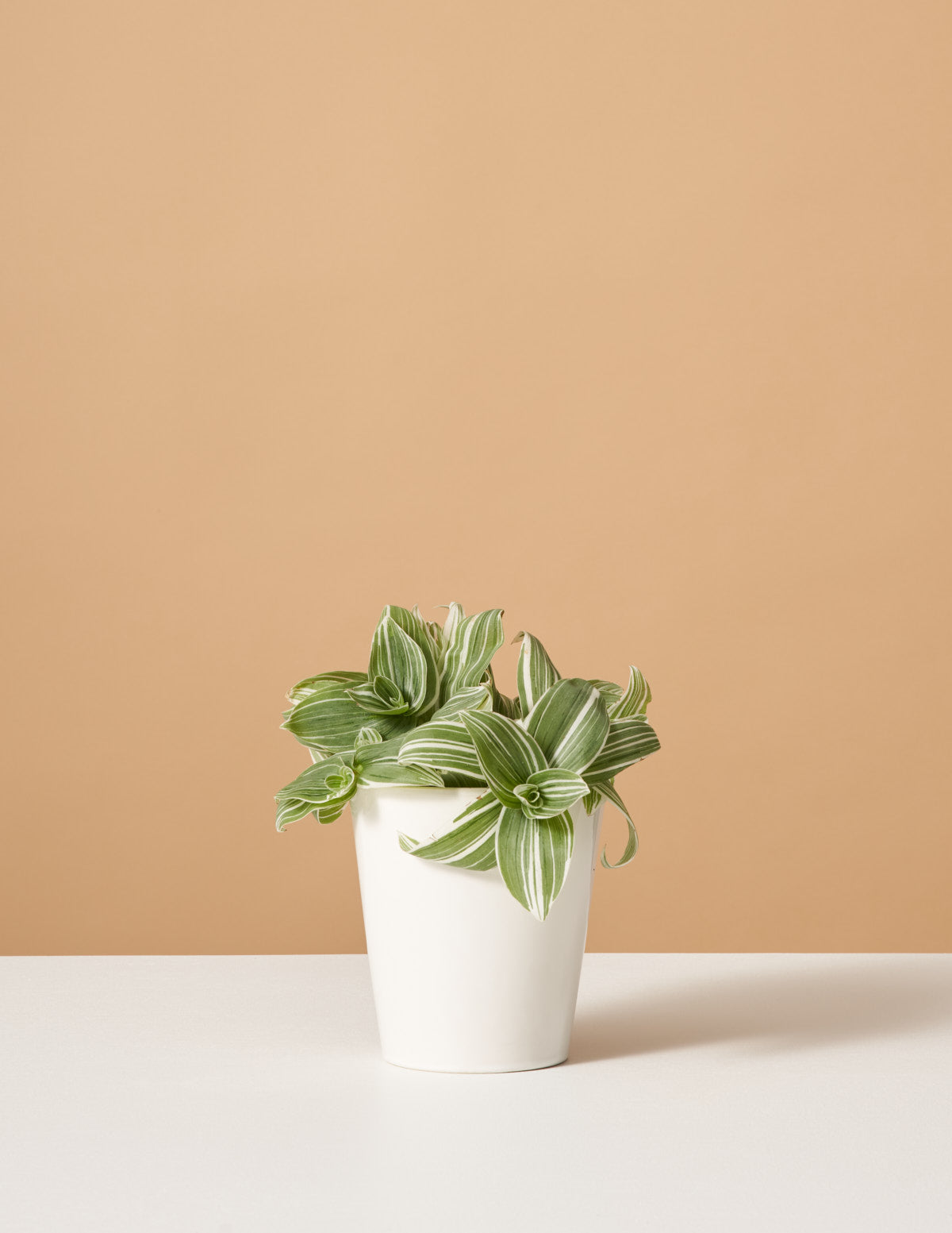 Tradescantia White Inch Bitkisi