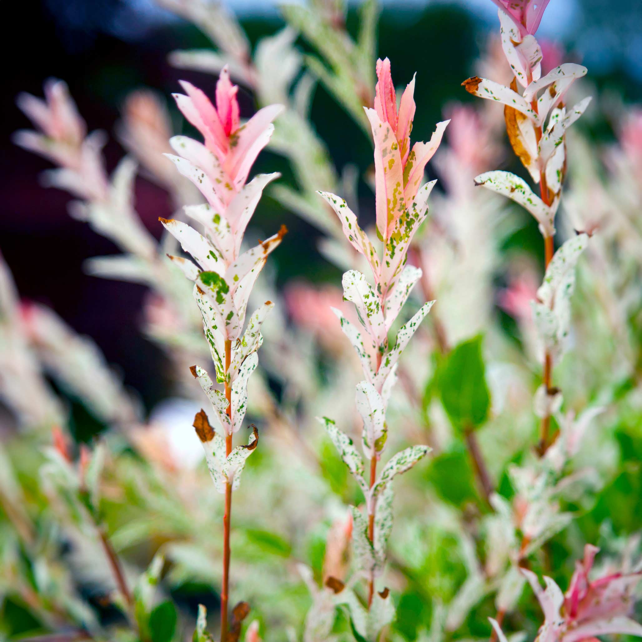 Tri-Color Dappled Willow (Üç Renkli Söğüt) Ağacı