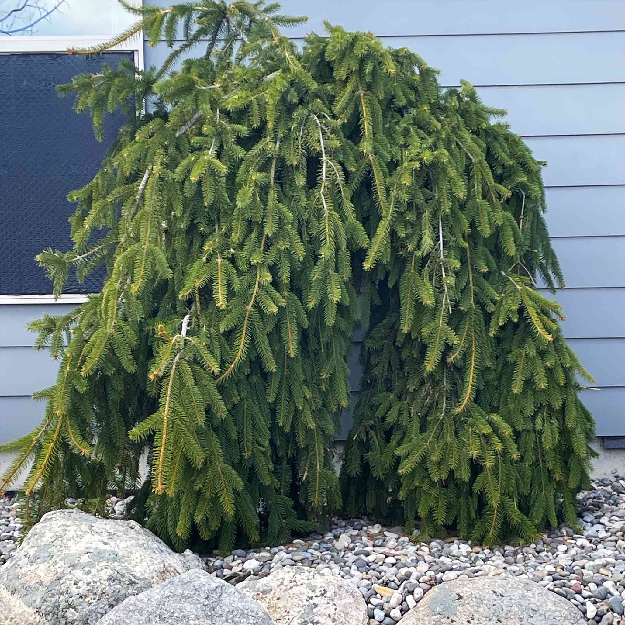 Sarkık Ladin (Weeping Norway Spruce)