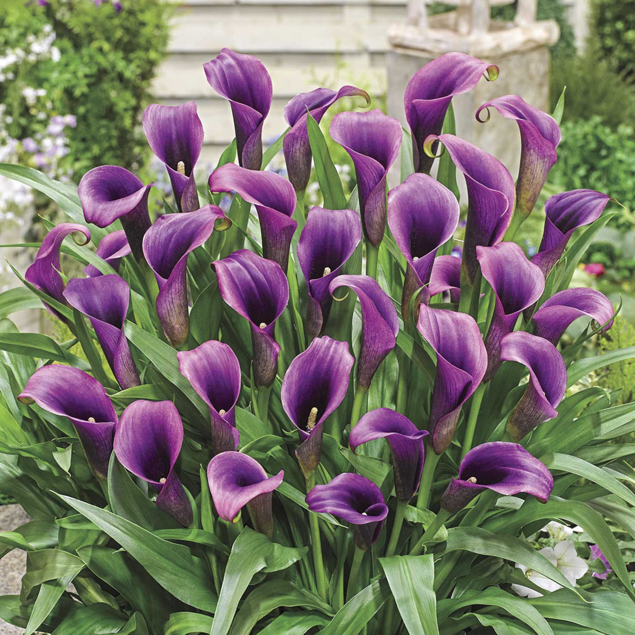 Purple Sensation Calla Lily Soğanları