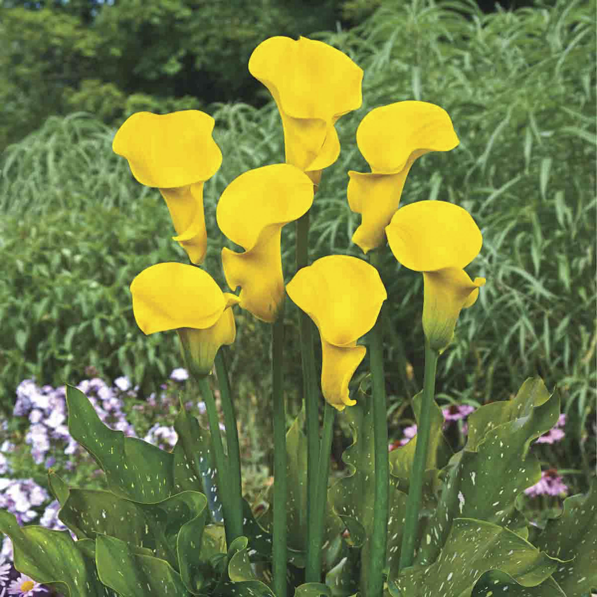 Millennium Gold Calla Lily Soğanları