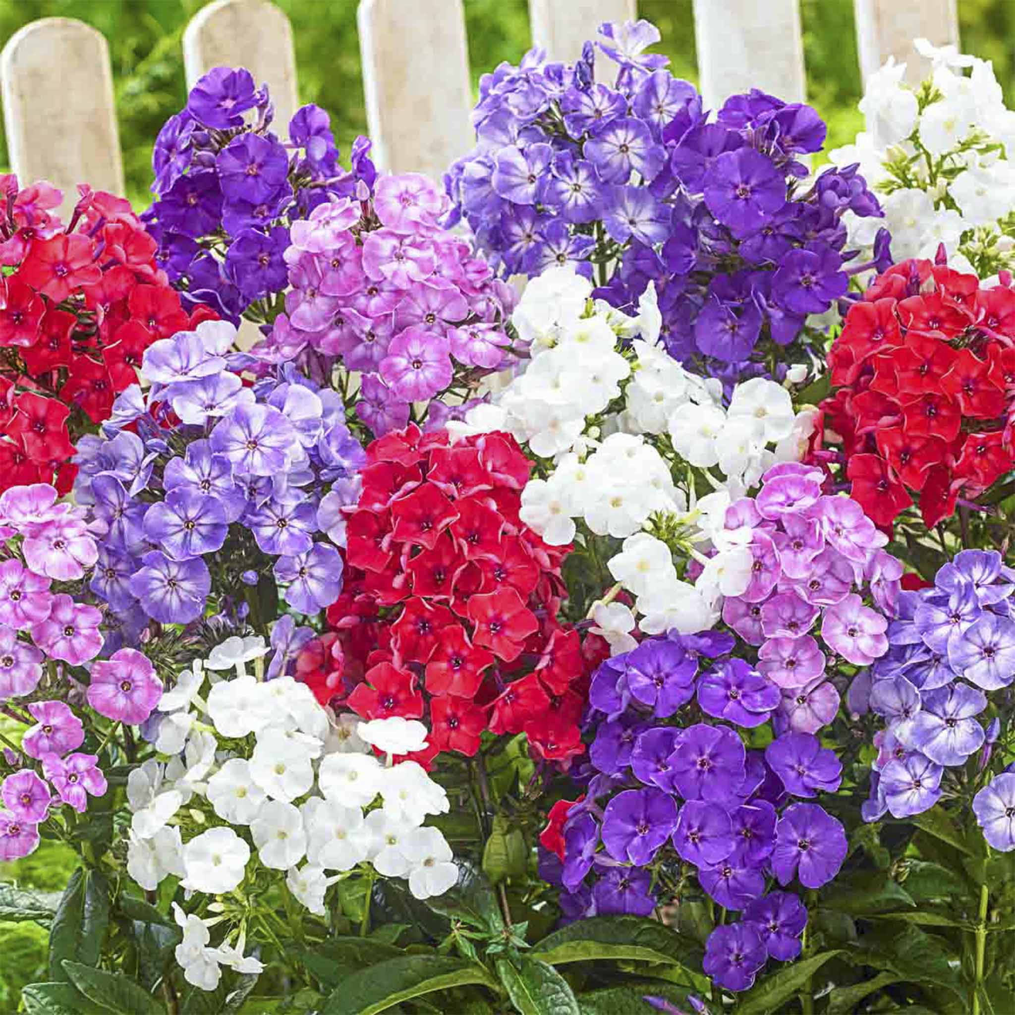 Hardy Tall Phlox (Alev Çiçeği) Karışımı