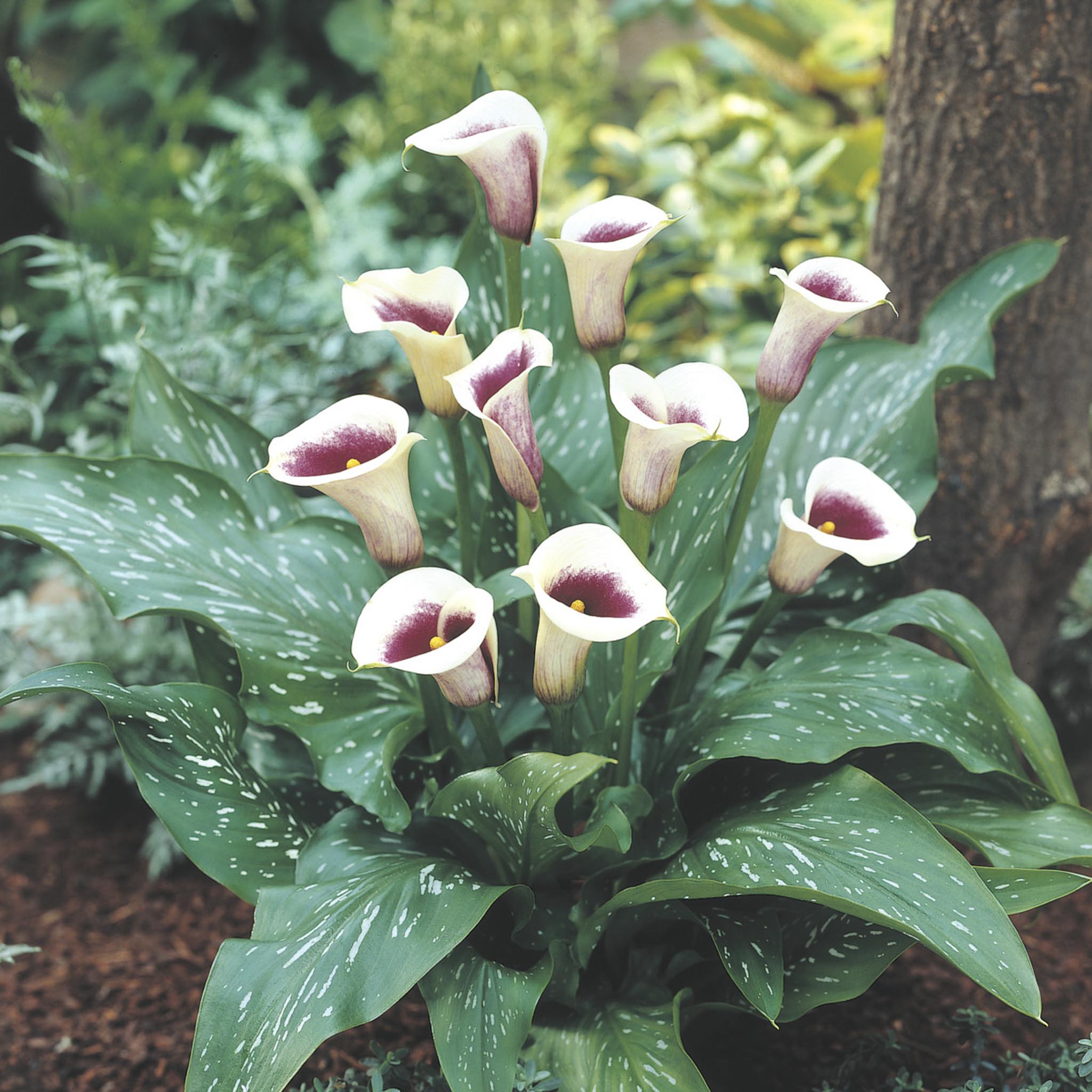Vermeer Calla Lily (Zantedeschia) Soğanları