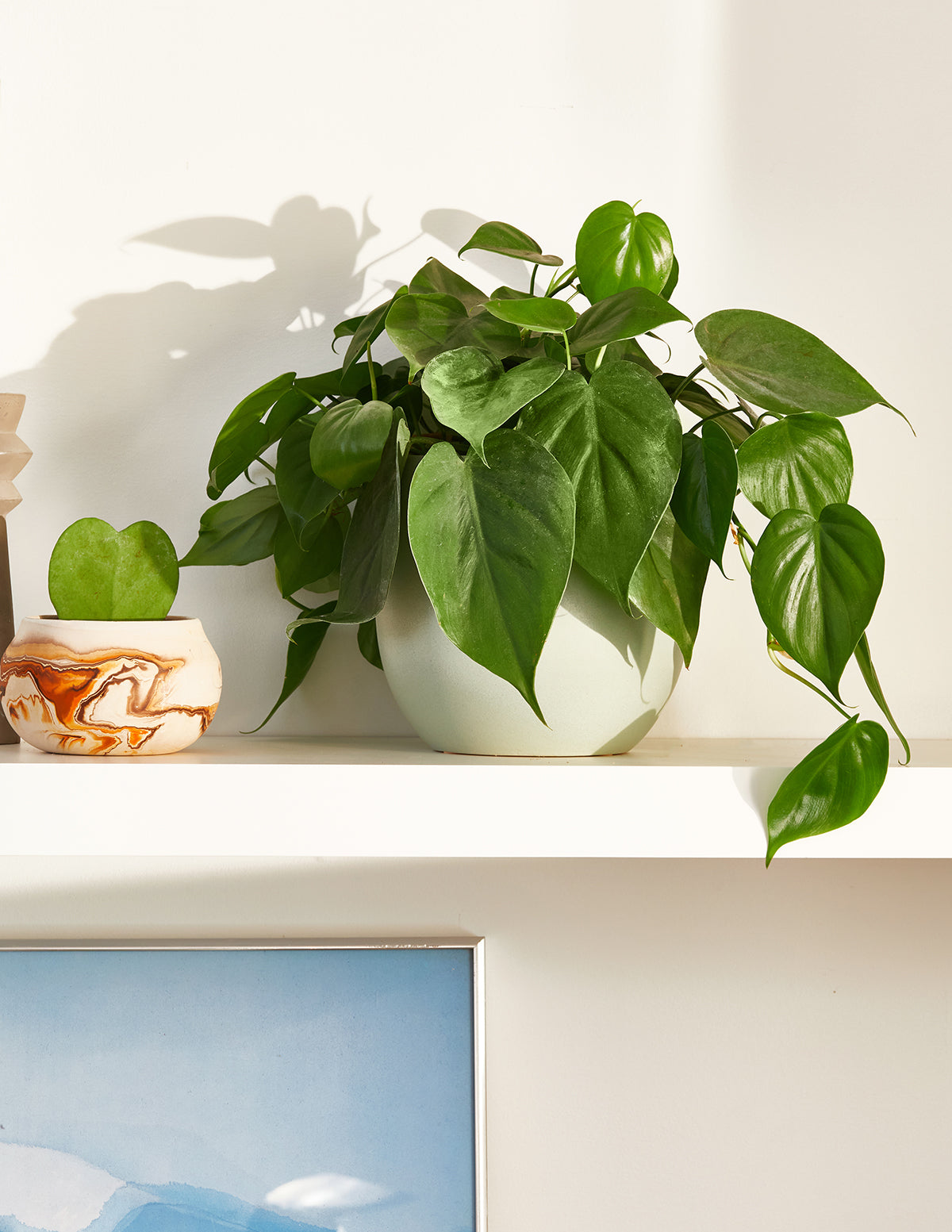 Kalp Yapraklı Philodendron Askılı Sepet