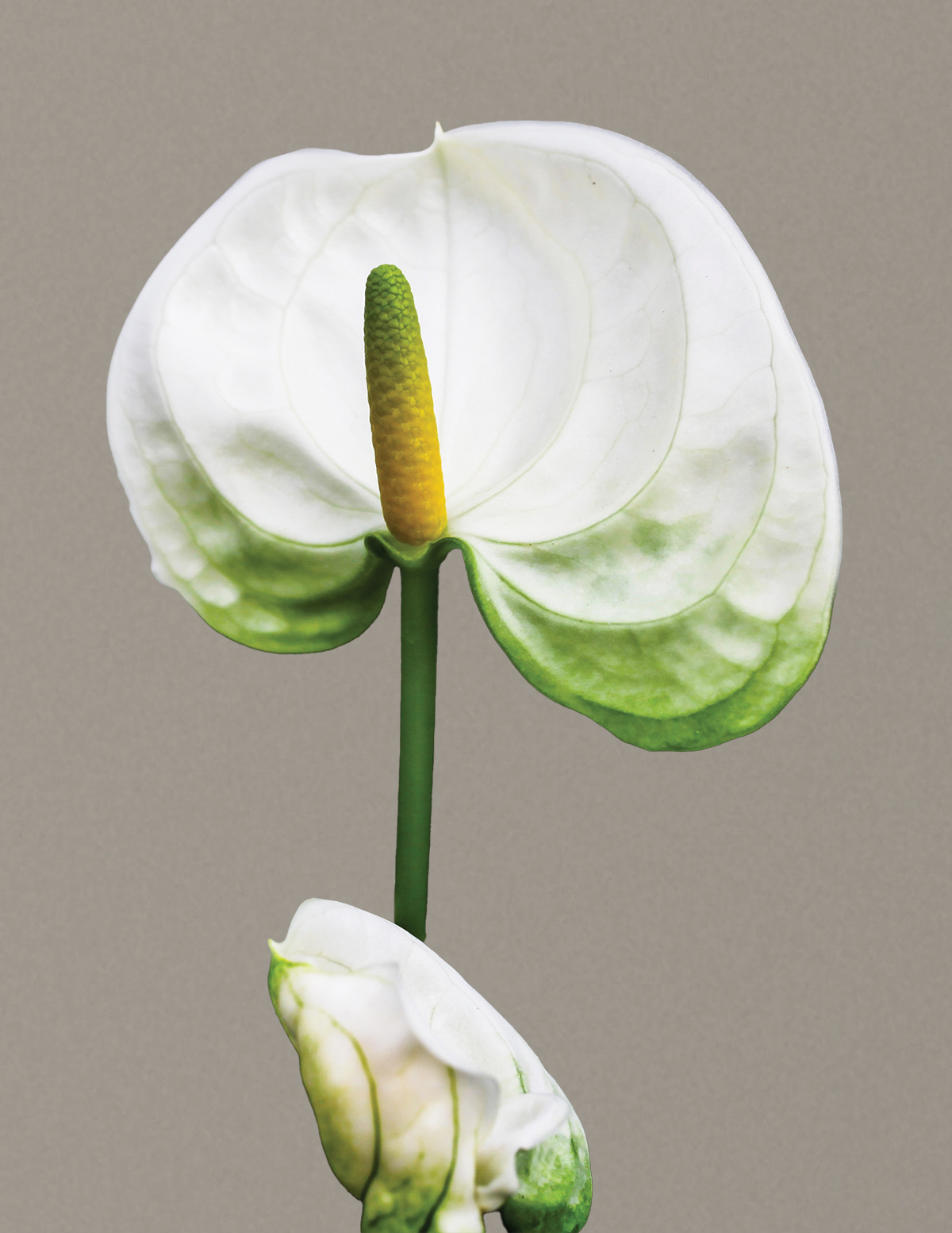 Beyaz Anthurium