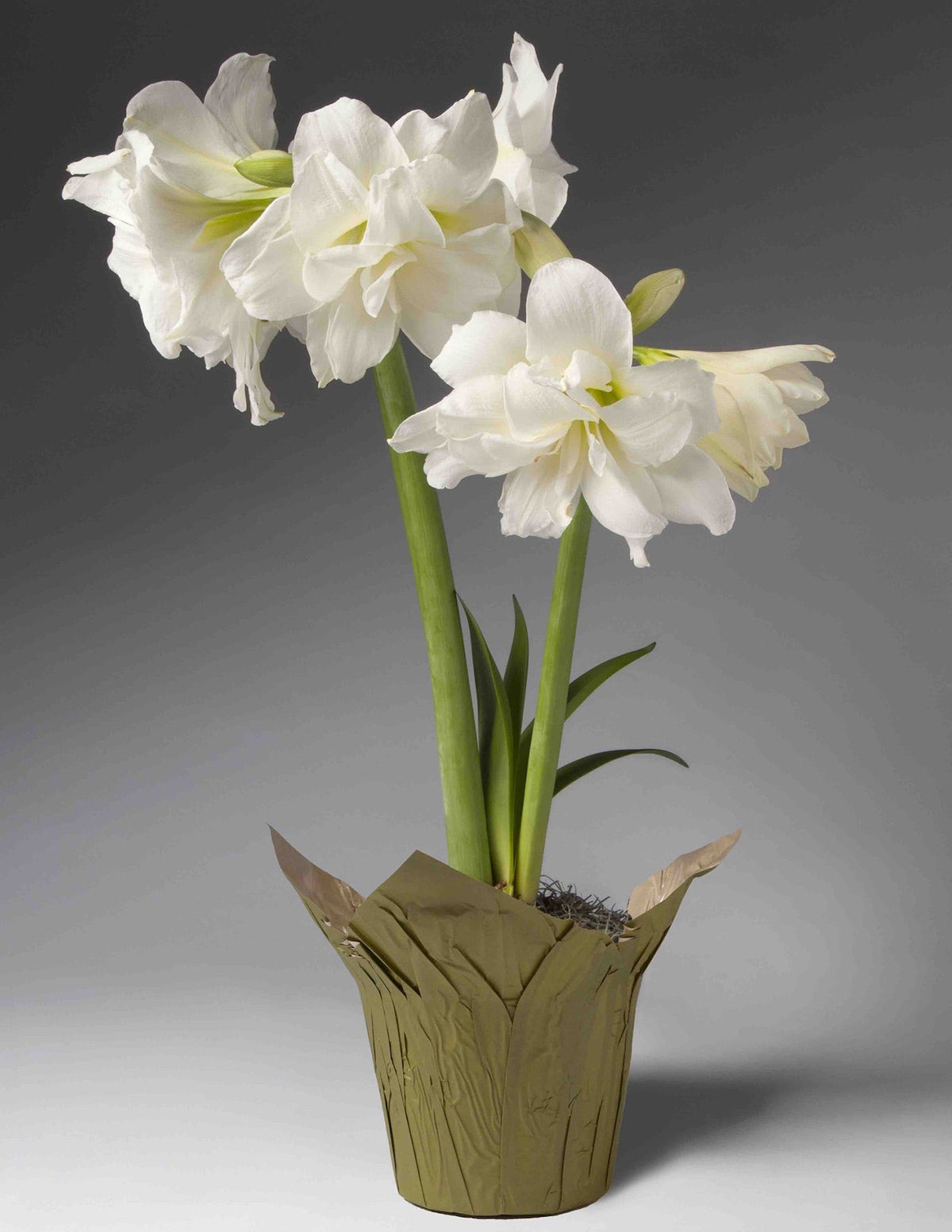 Yılbaşı Özel Amaryllis