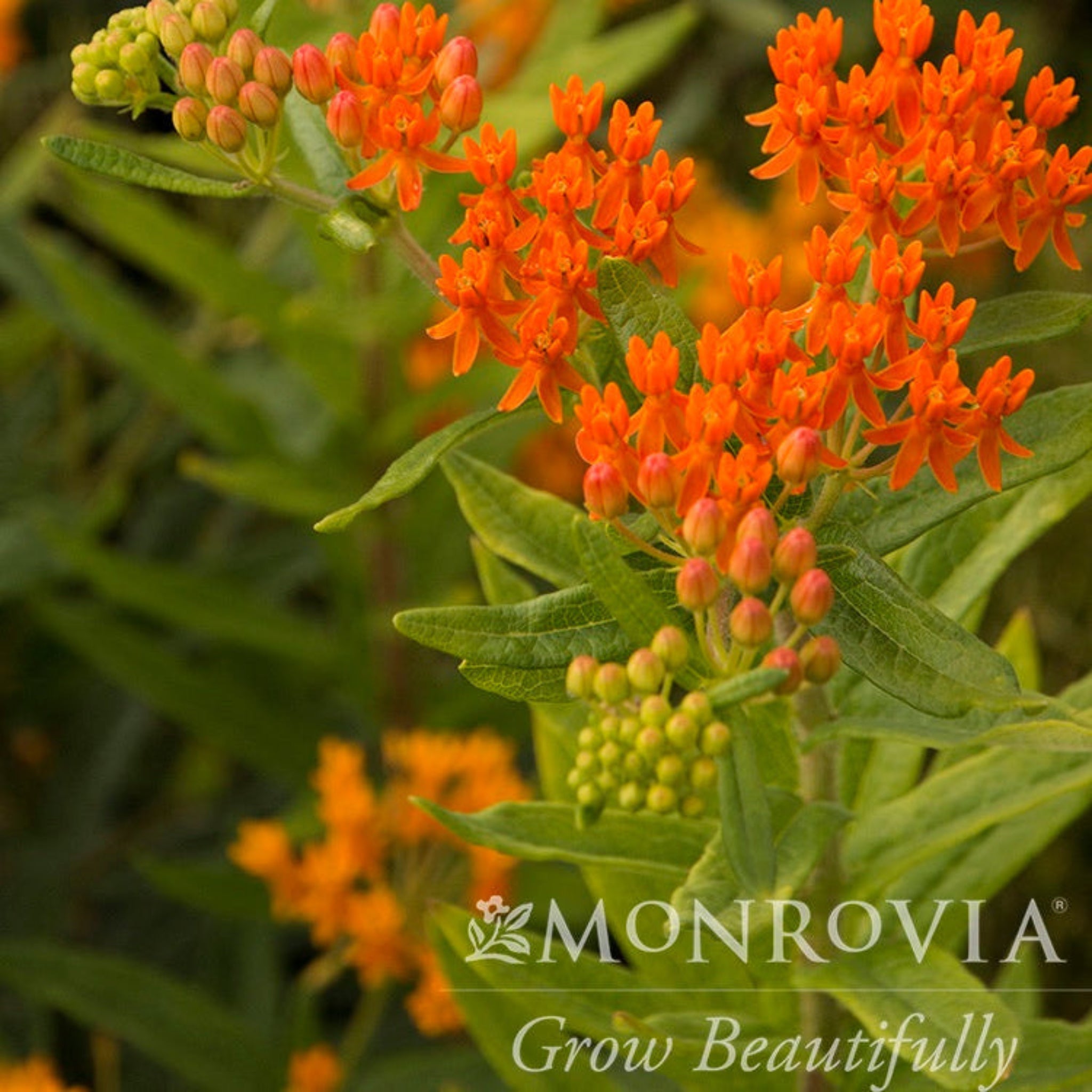 Gay Butterflies Milkweed (İpek Otu)